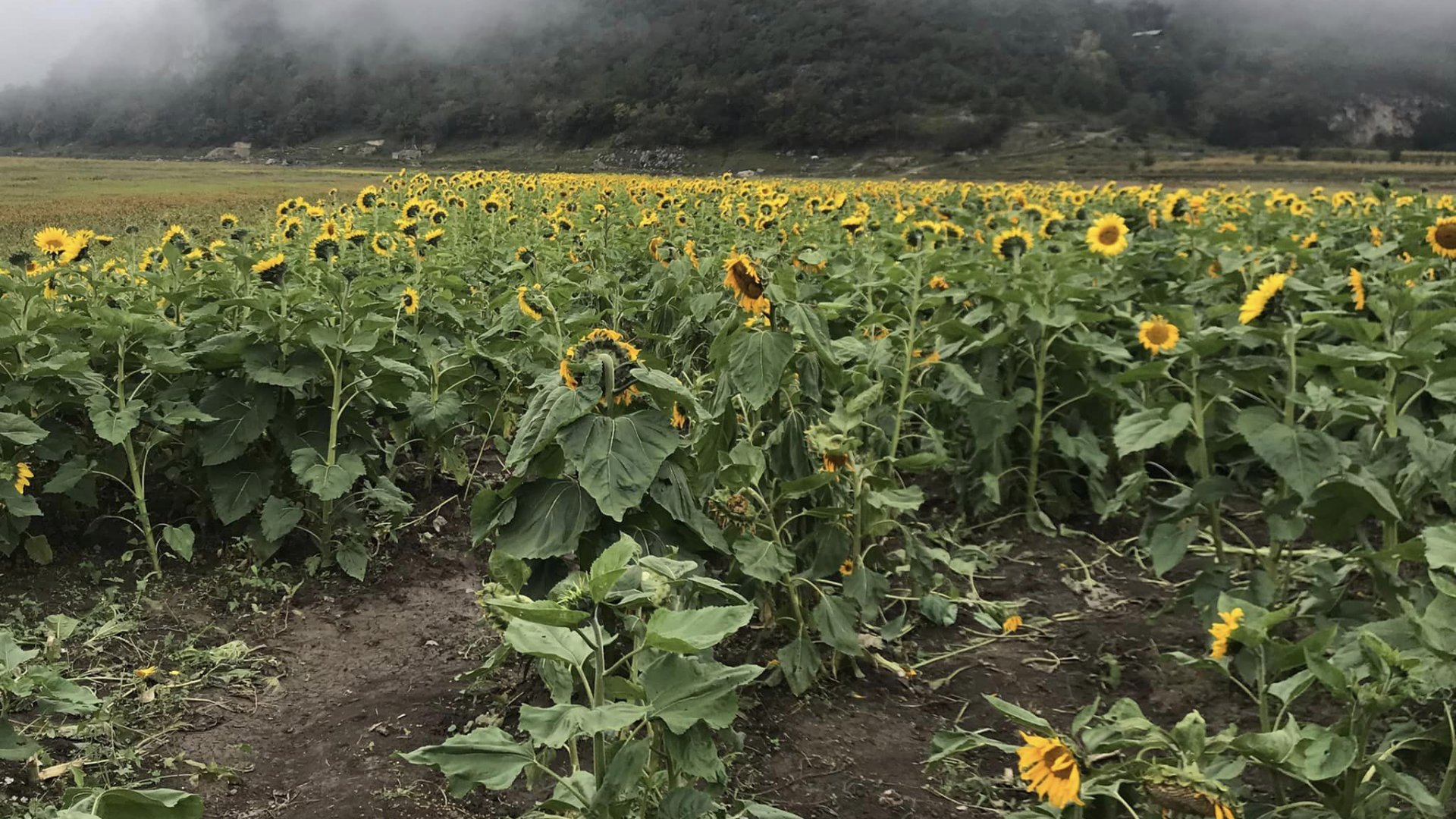 Investigan destrucción de girasoles en sierra de Santiago, Nuevo León