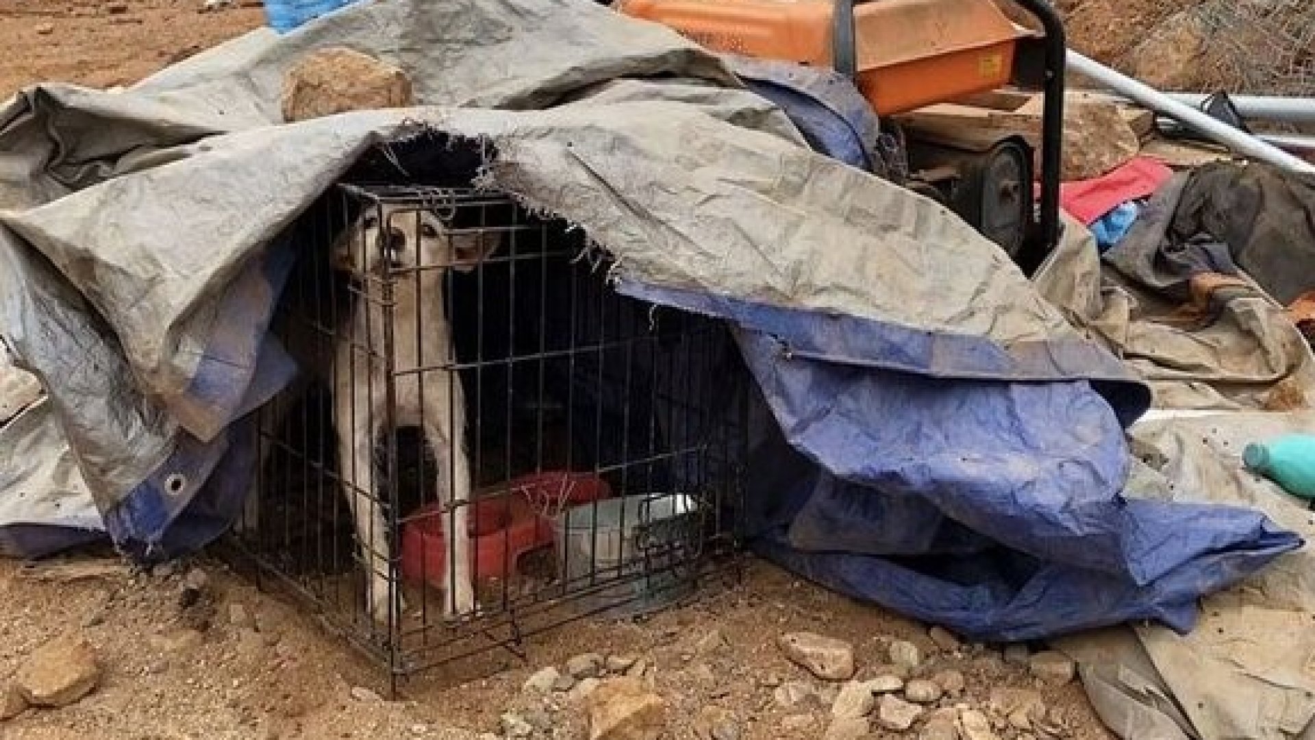 Cierran empresa tras matar 22 animales con maquinaria en BC