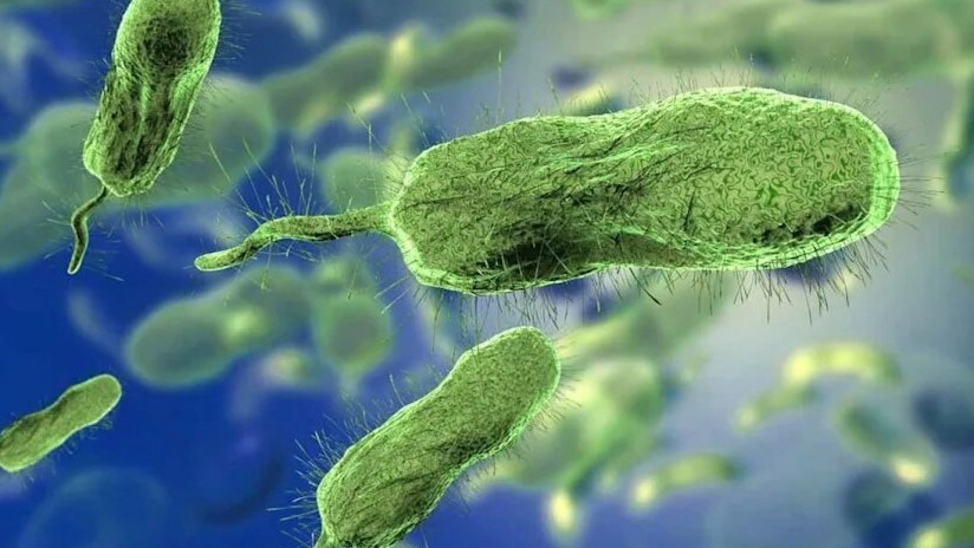 Bacteria “come carne” se extiende por EU