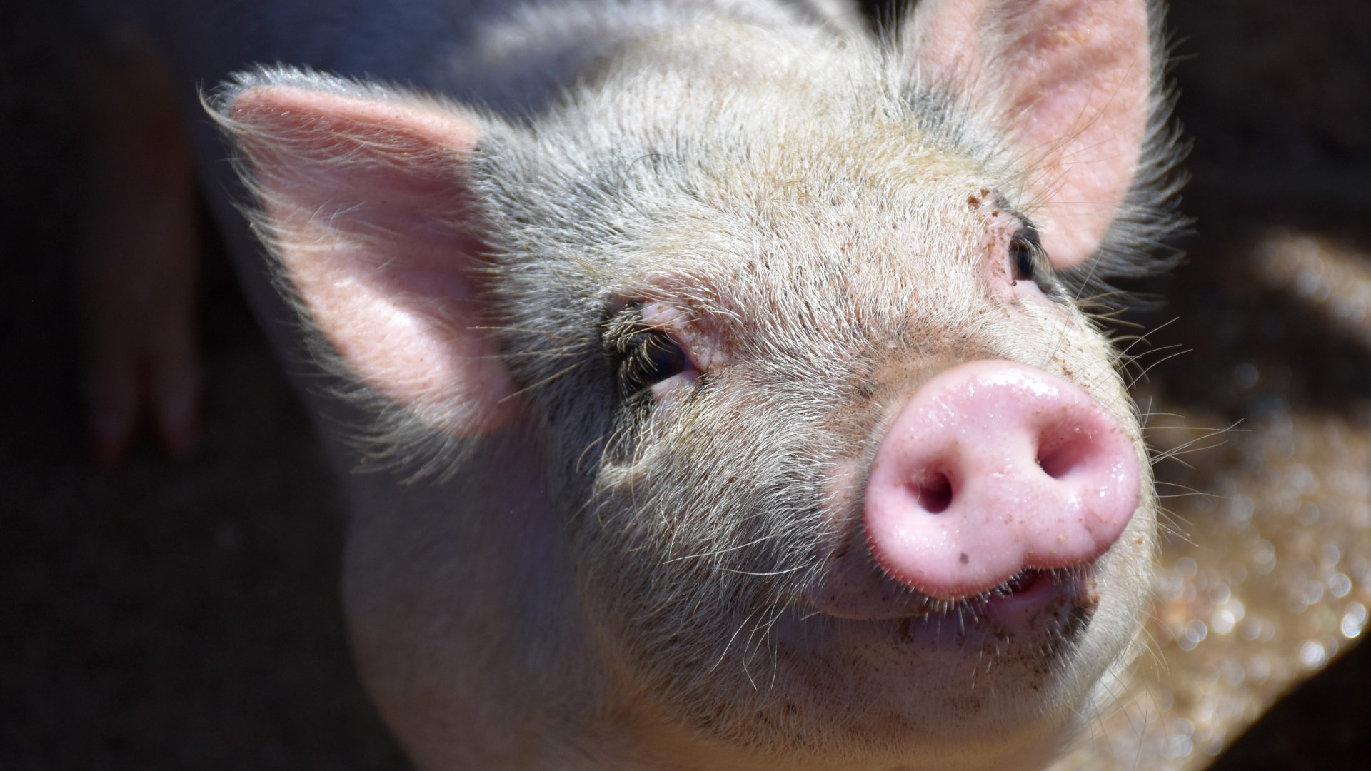 Cultivan órganos humanos… ¡dentro de un cerdo!