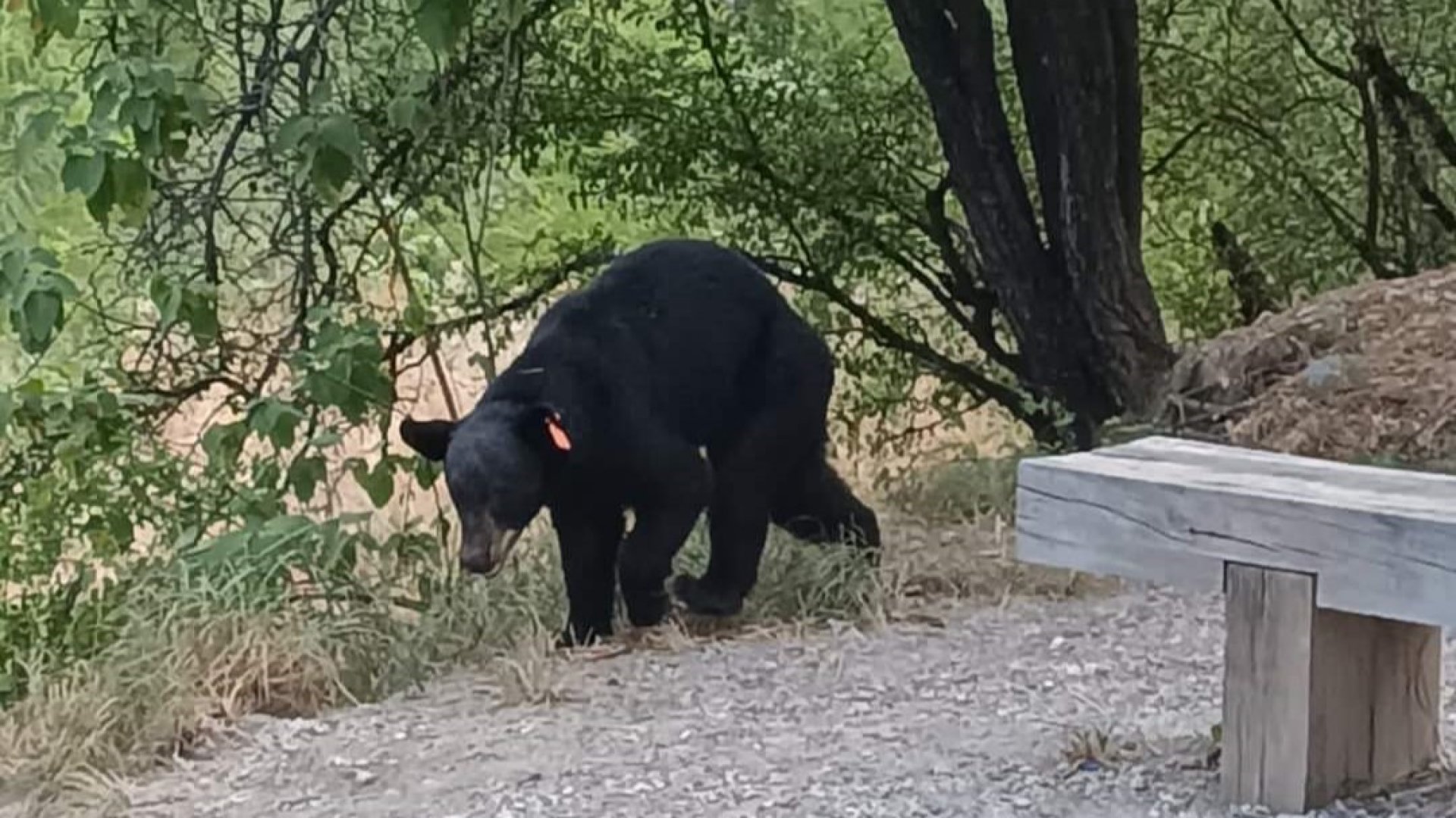 Capturan a oso en río La Silla, en Guadalupe, Nuevo León