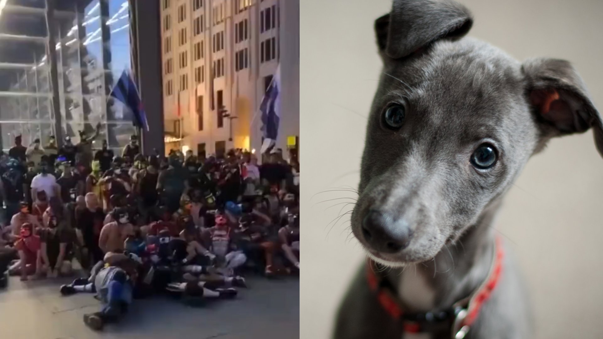 Transespecie: personas en Alemania piden ser reconocidas como perros