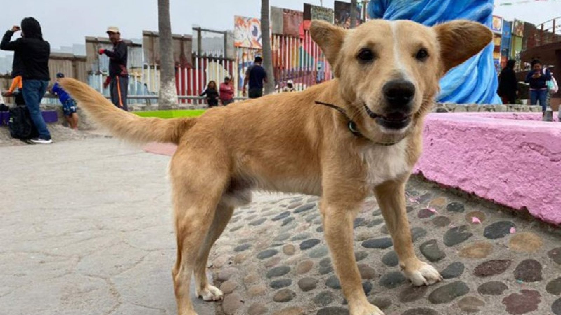 Perro migrante que cruzó de ilegal a EU ya fue deportado a México