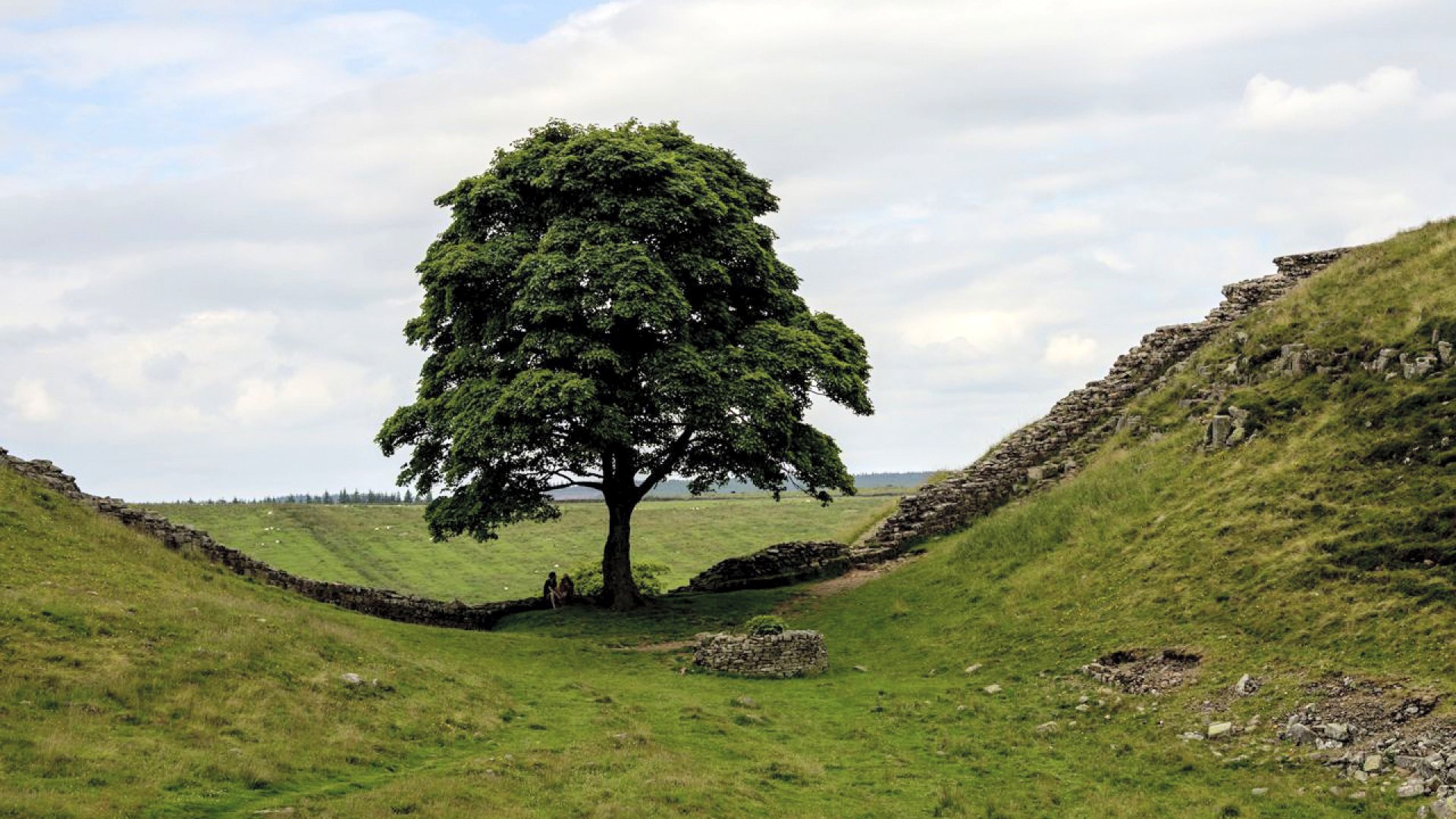 Indignación en el Reino Unido por la tala del emblemático “árbol de Robin Hood”