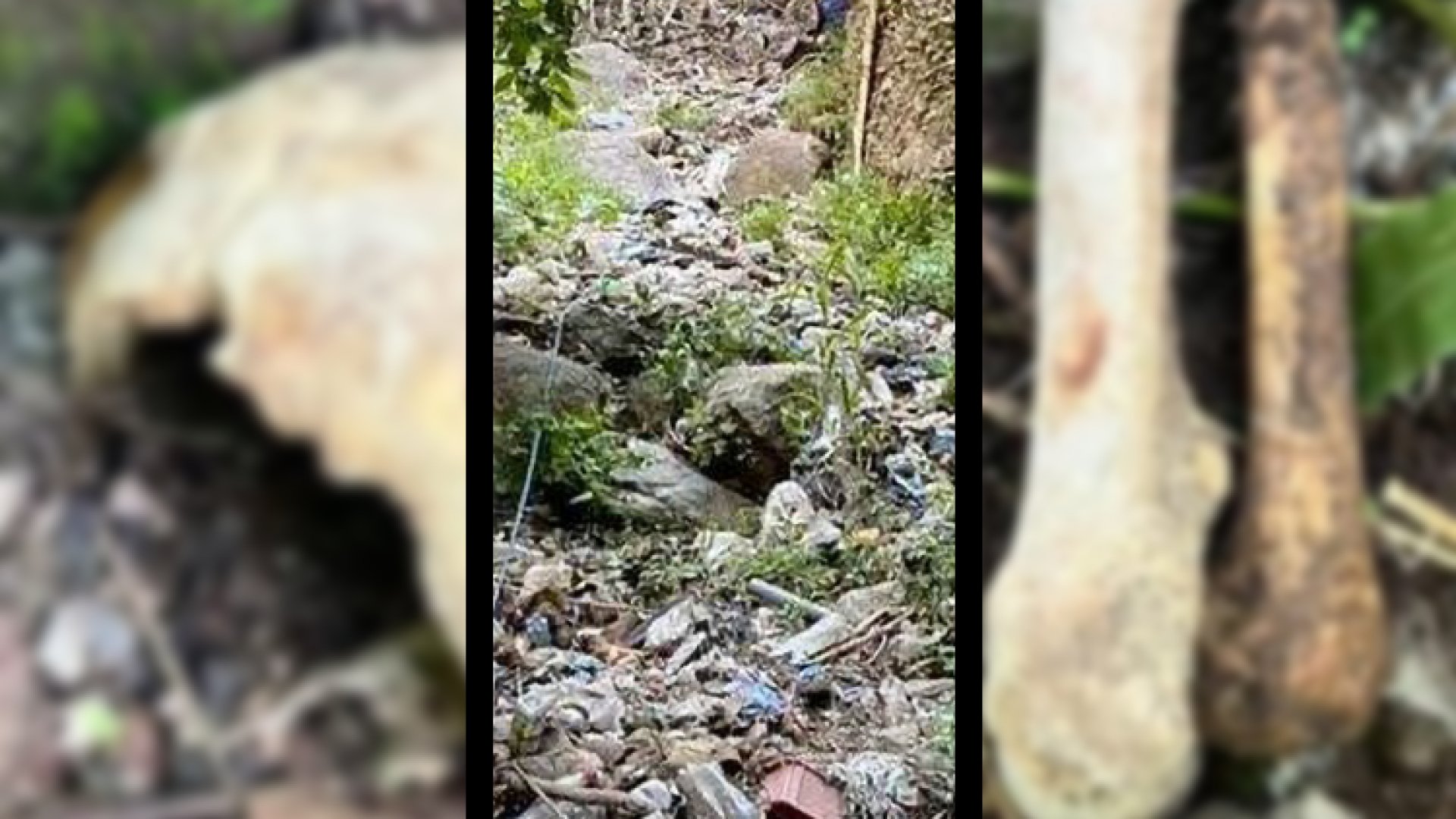 Hallan madres buscadoras 50 cuerpos en Tacámbaro, Michoacán