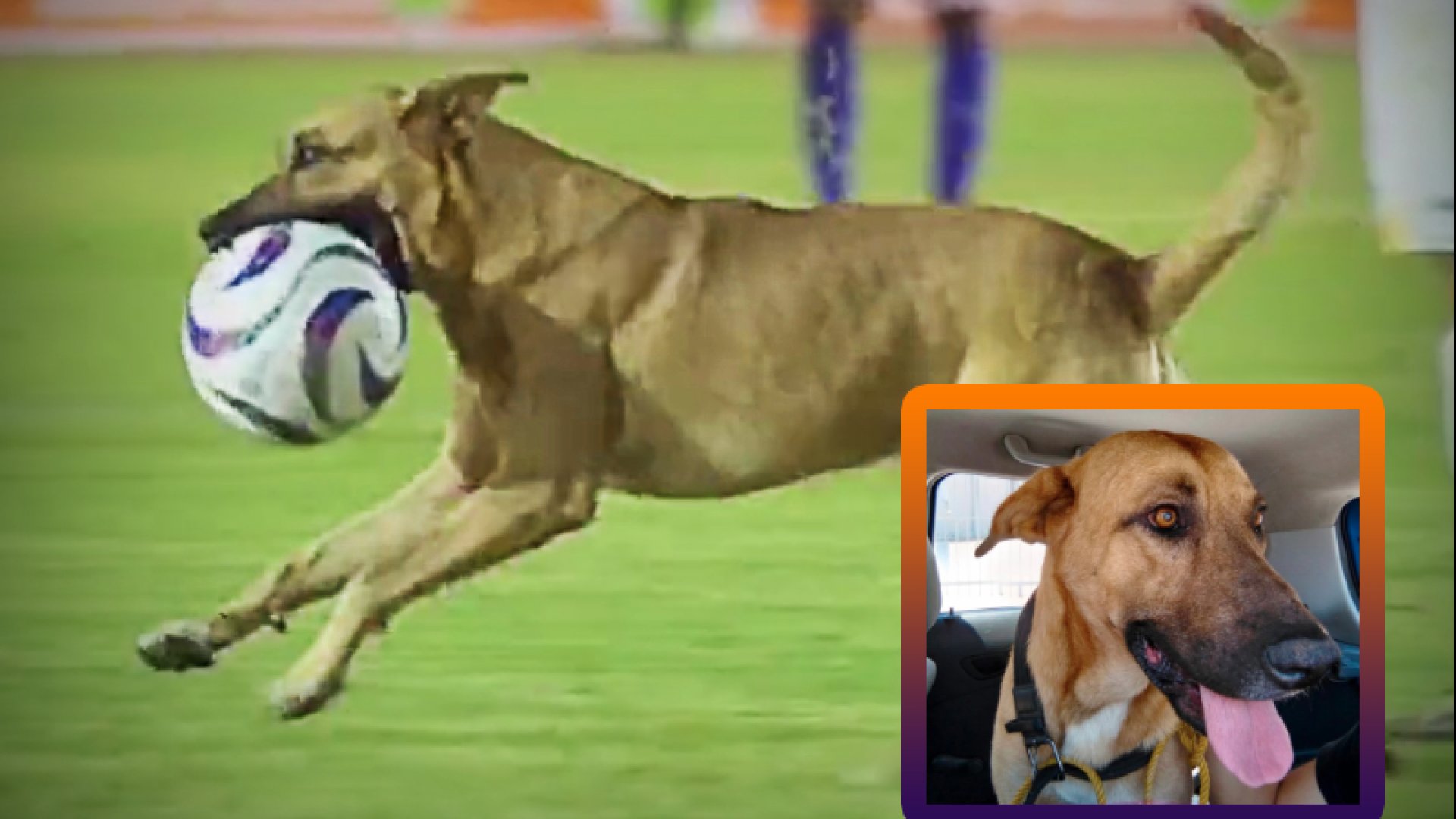 ‘Un perro se mete a la cancha’, un clásico en México 