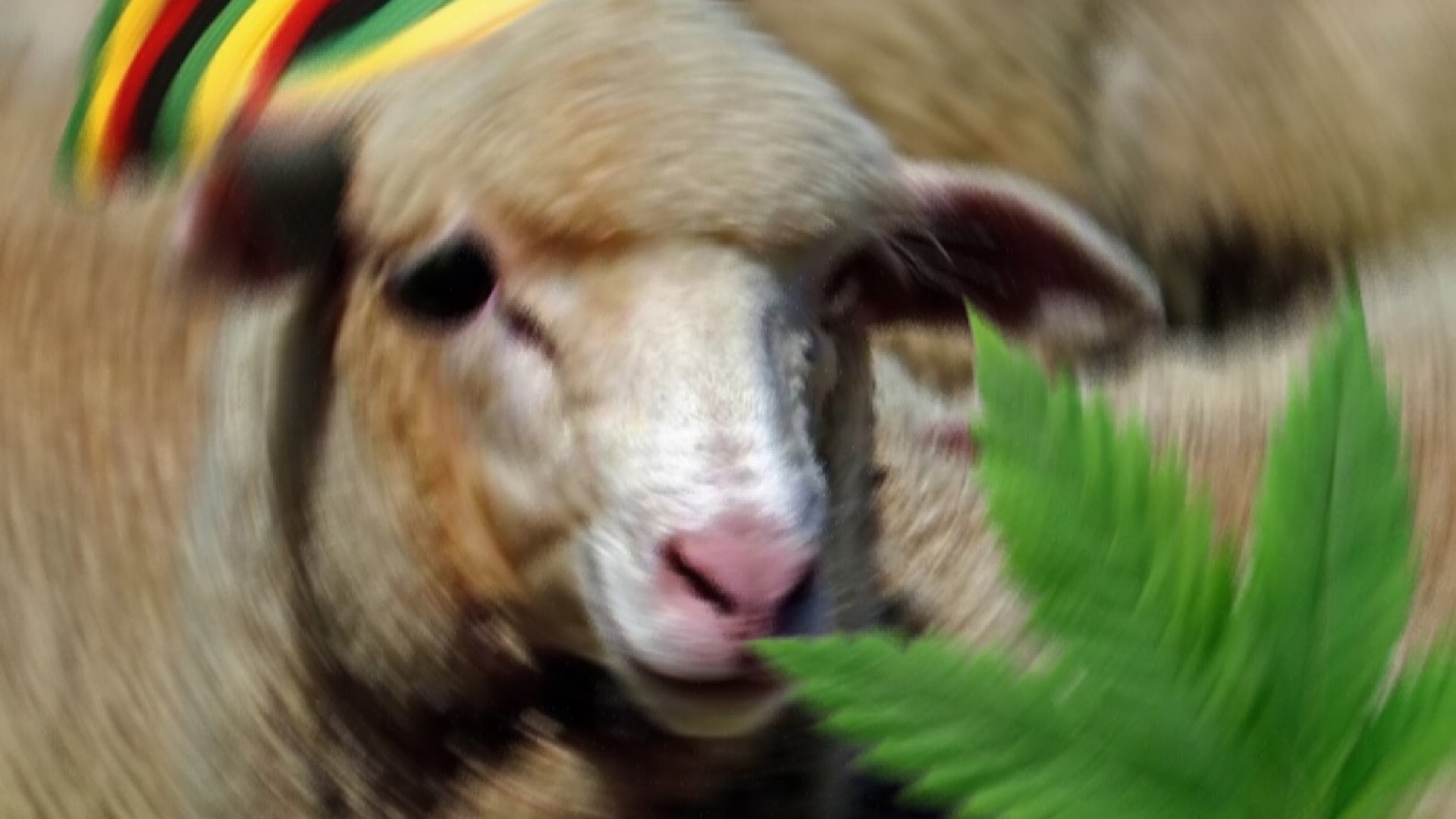 ¡Saltaban como cabras! Ovejas devoran 300 kilos de mariguana
