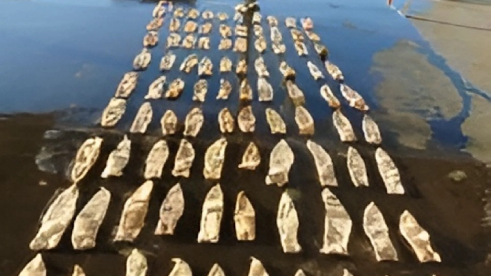 Confiscan 50 kilos de vejigas natatorias de totoaba procedentes de Sonora