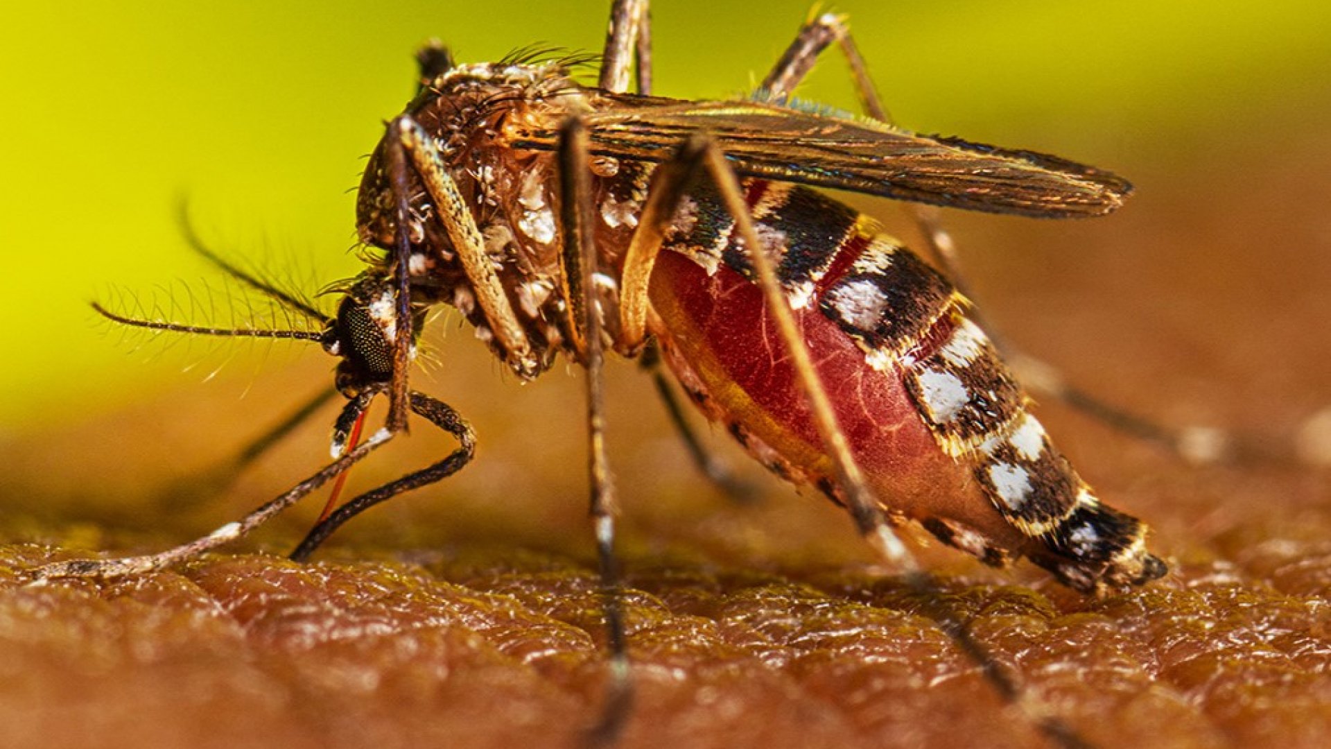 Niño de tres años, primera víctima mortal del dengue en Jalisco