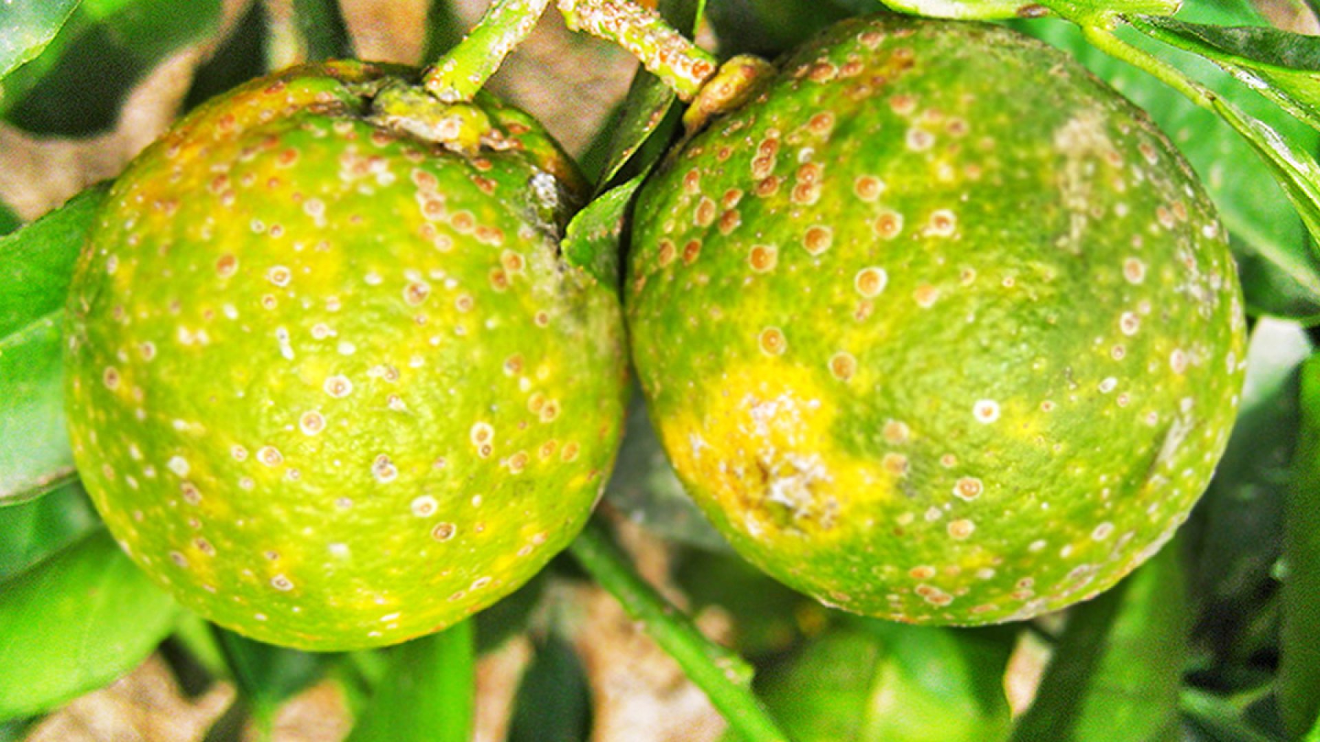La plaga del ‘dragón amarillo’ provoca crisis de cítricos en México