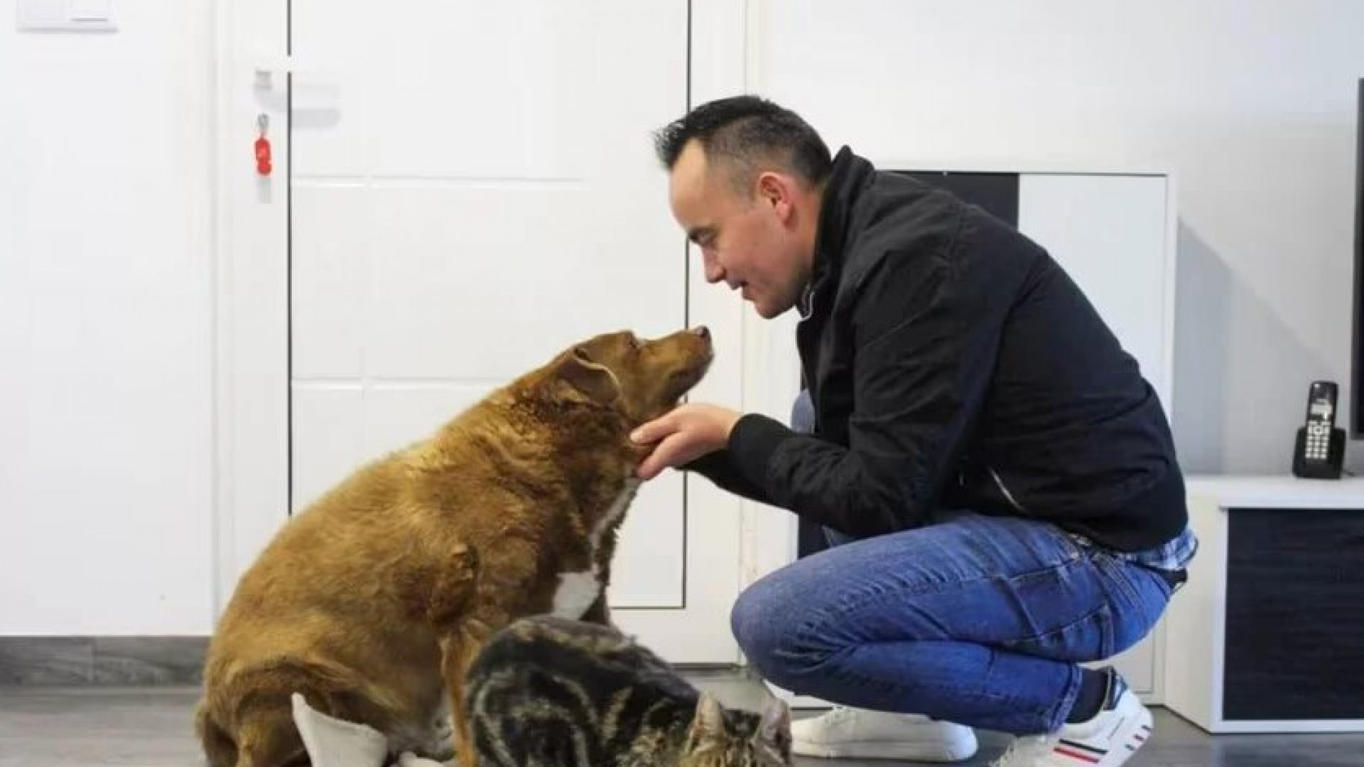 Murió Bobi, el perro más viejo del mundo: tenía 31 años