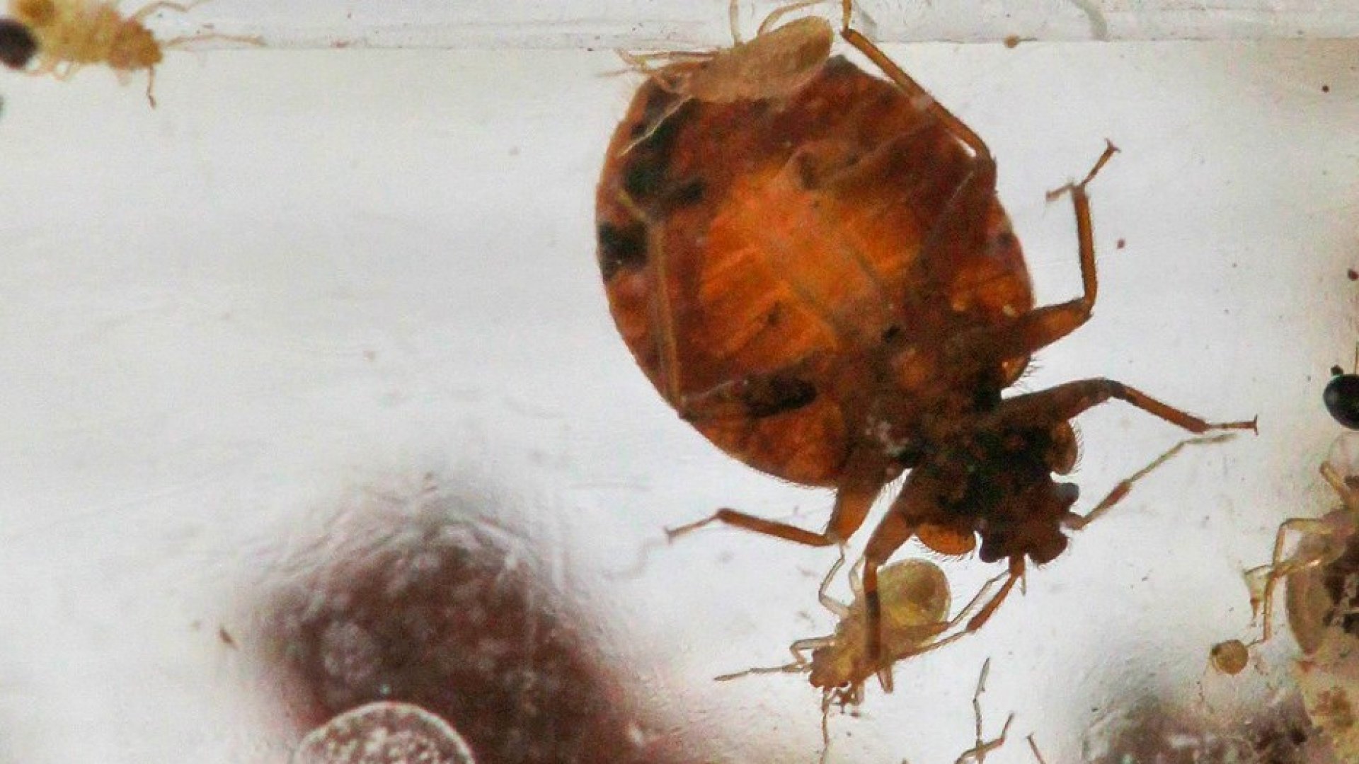 Servicio secreto de Francia culpa a medios rusos de psicosis por plaga de chinches