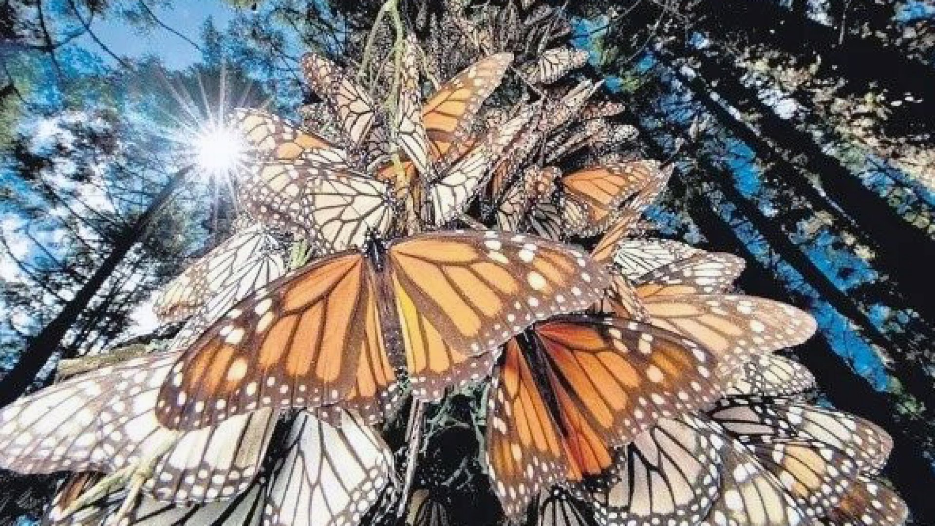 ¡Bienvenidas a México! Ya hay día para la apertura de los santuarios de mariposa monarca