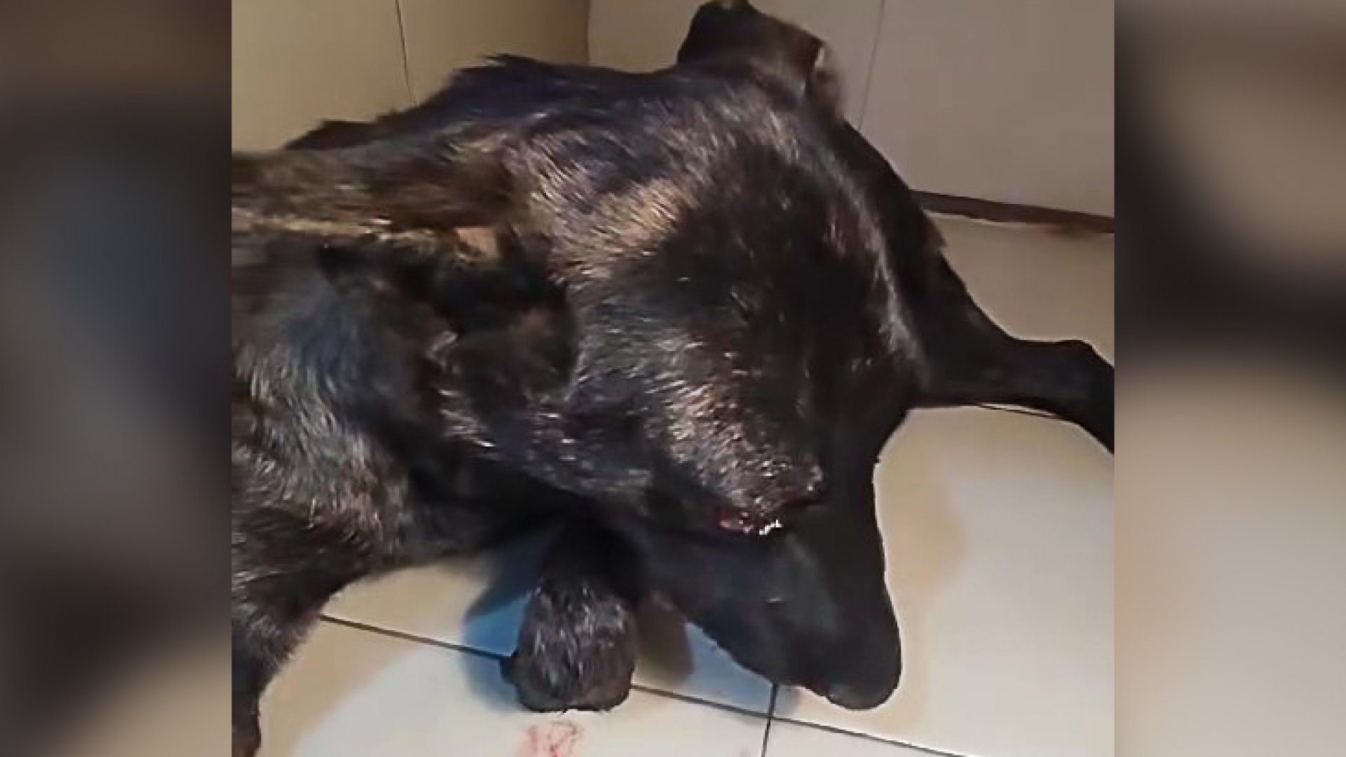 Dan golpiza a perrita que cazó gallos por hambre