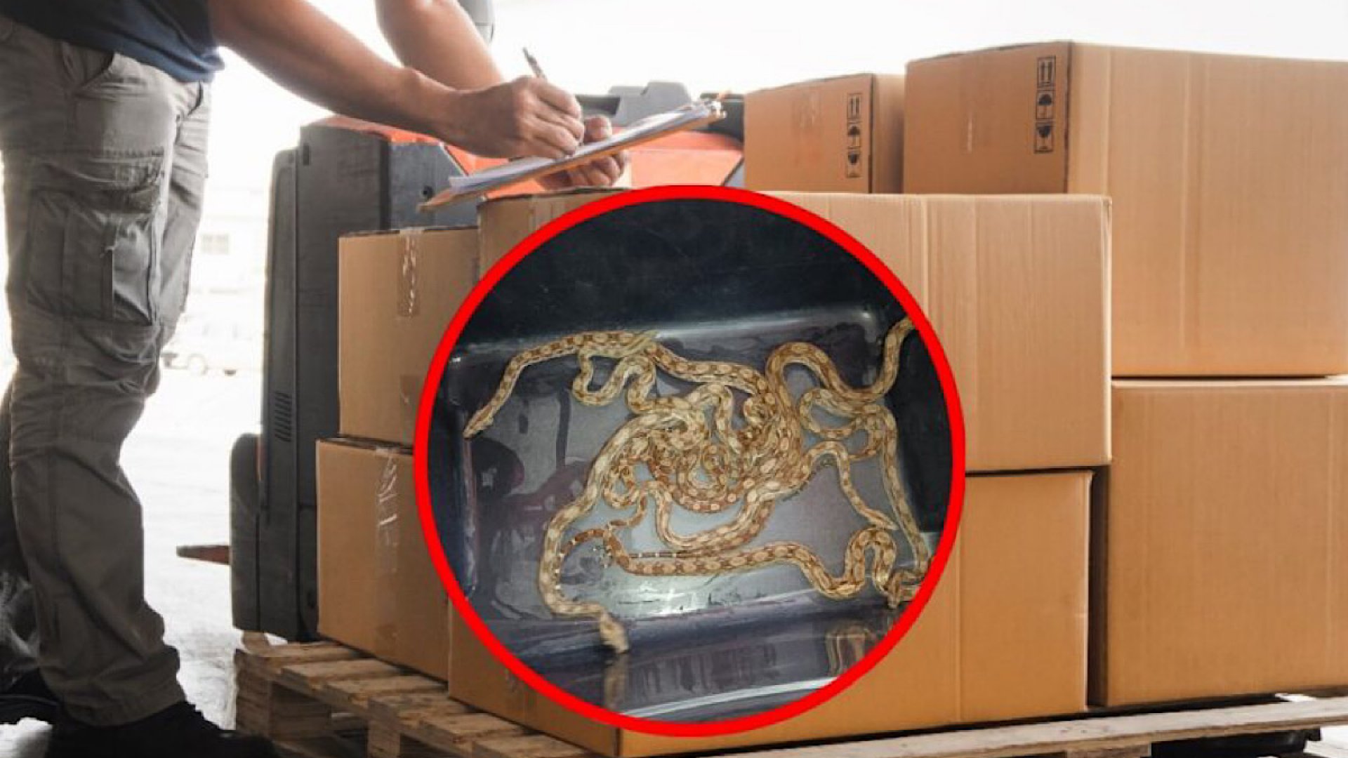 Guardia Nacional halla 21 reptiles enviados por paquetería en CDMX