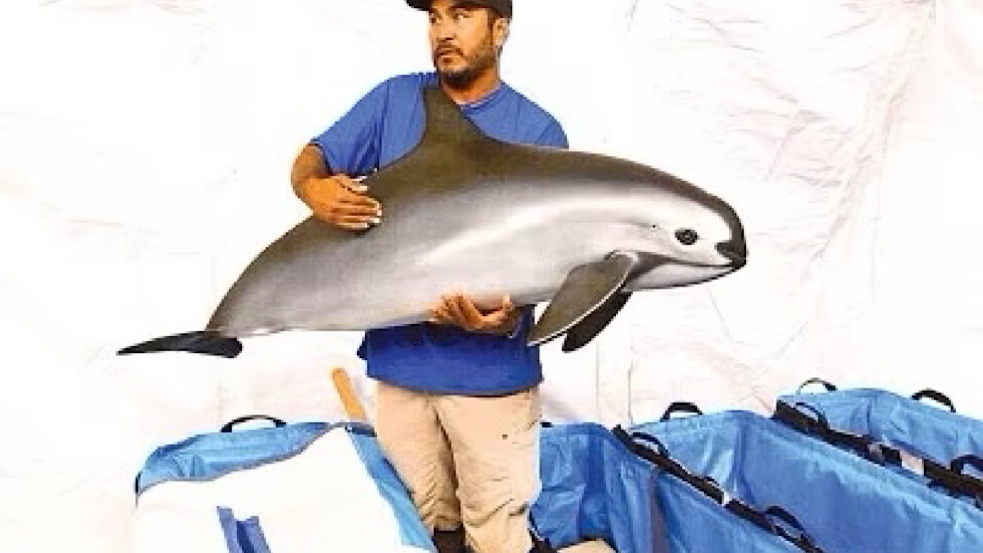 Expertos internacionales reprueban acciones de México para protección de vaquita marina