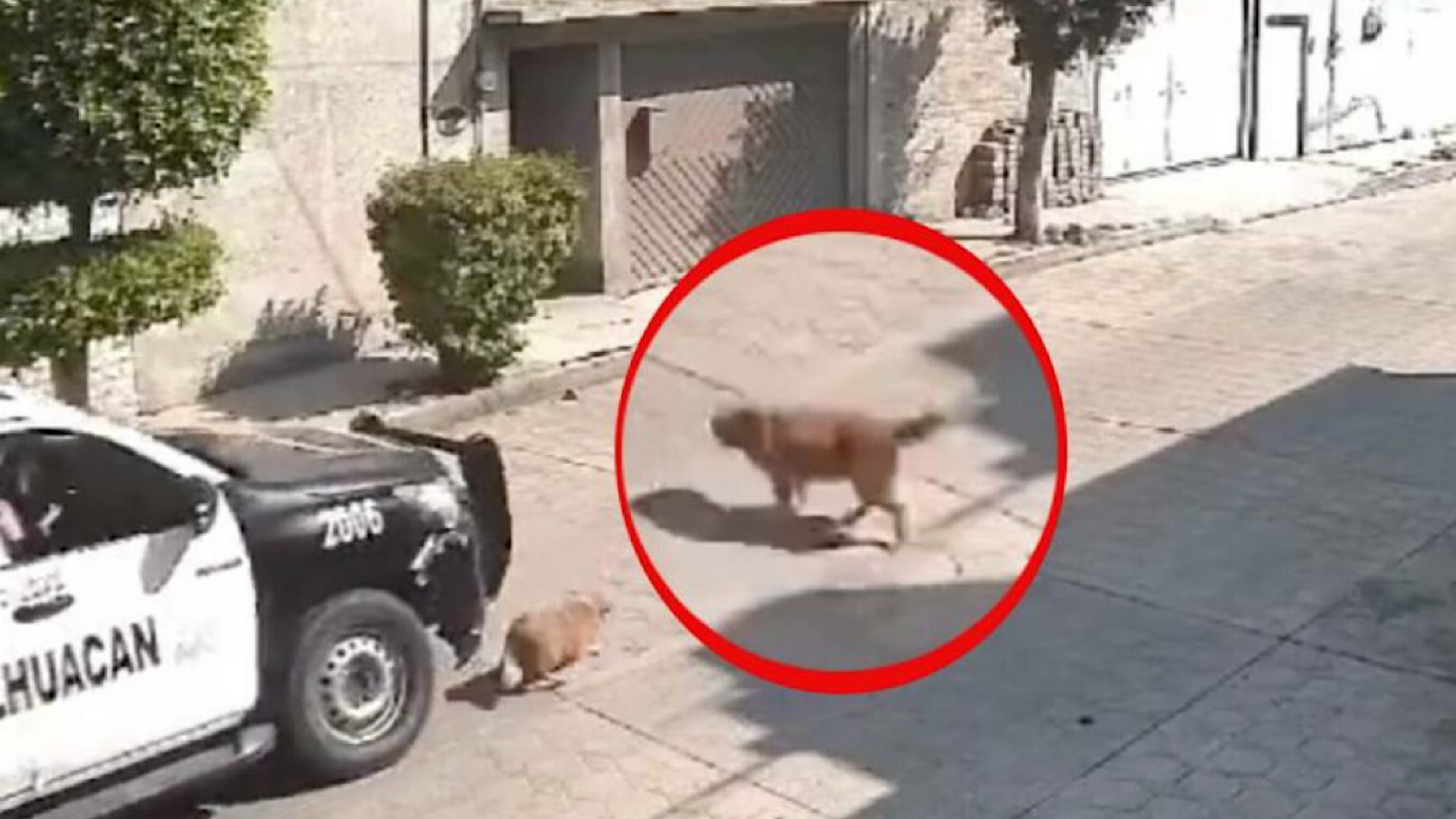 Policías a bordo de una patrulla atropellan a perro en Edomex