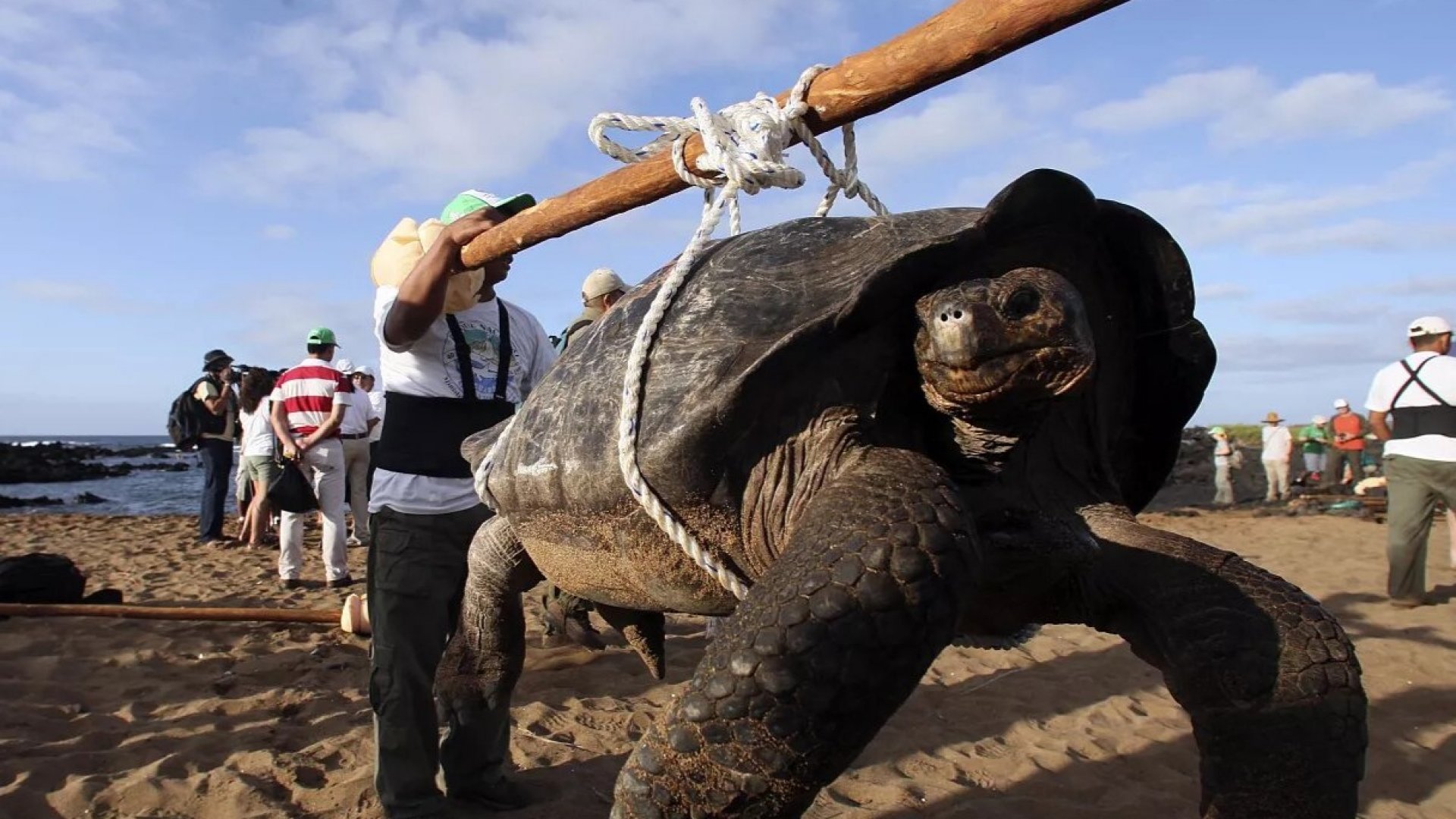 Tortugas gigantes de Galápagos en peligro crítico, afectadas por el plástico