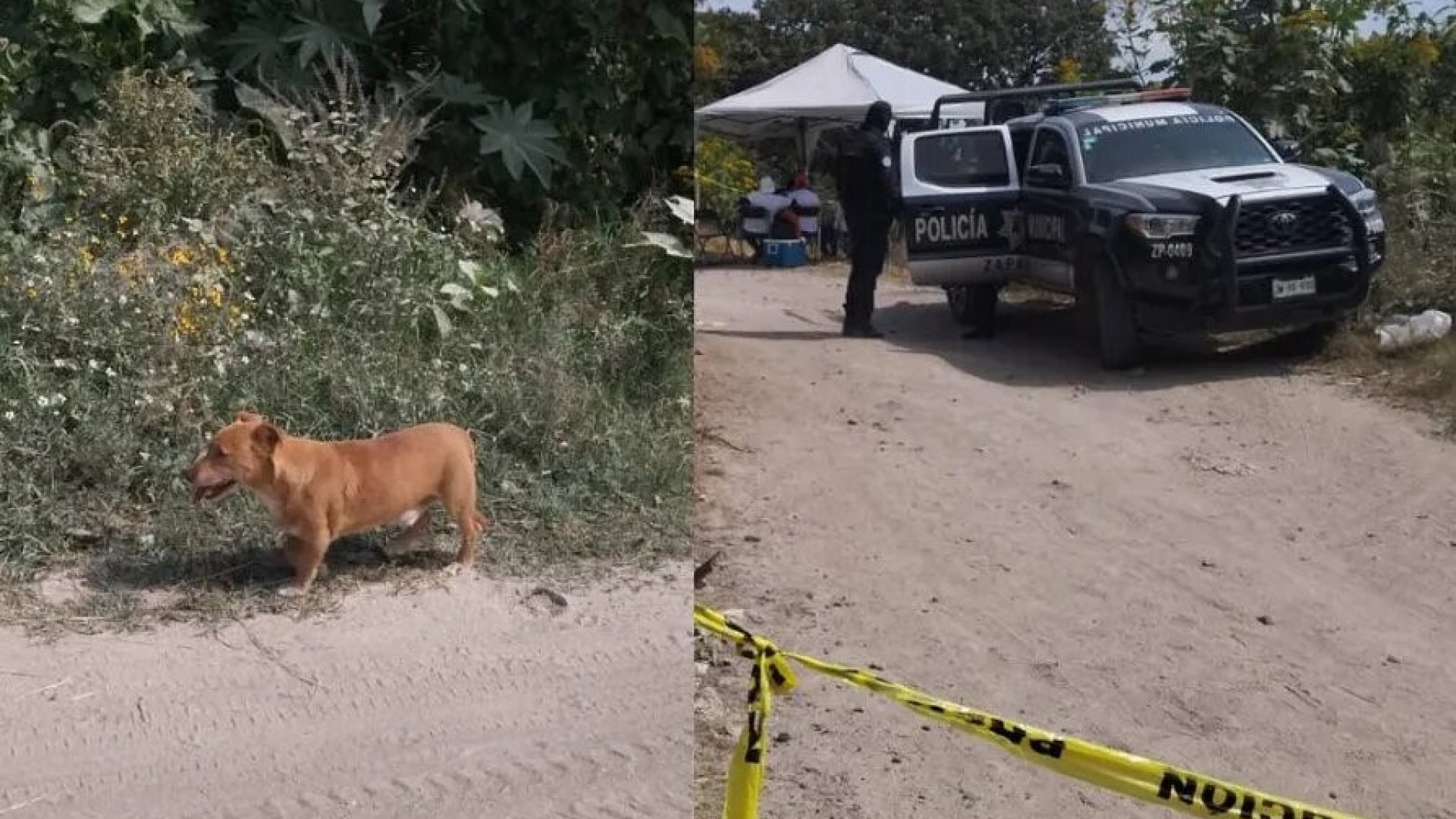 Localizan siete fosas en Zapopan; perros merodeaban con restos humanos