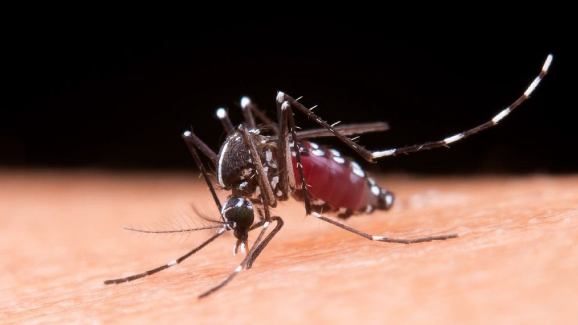 La FDA aprueba la primera vacuna contra el virus chikungunya