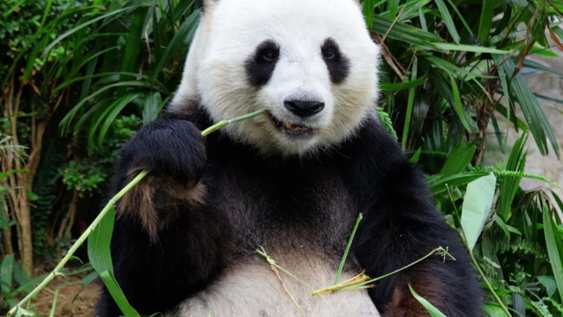 China enviará pandas a EU como ‘embajadores de amistad’