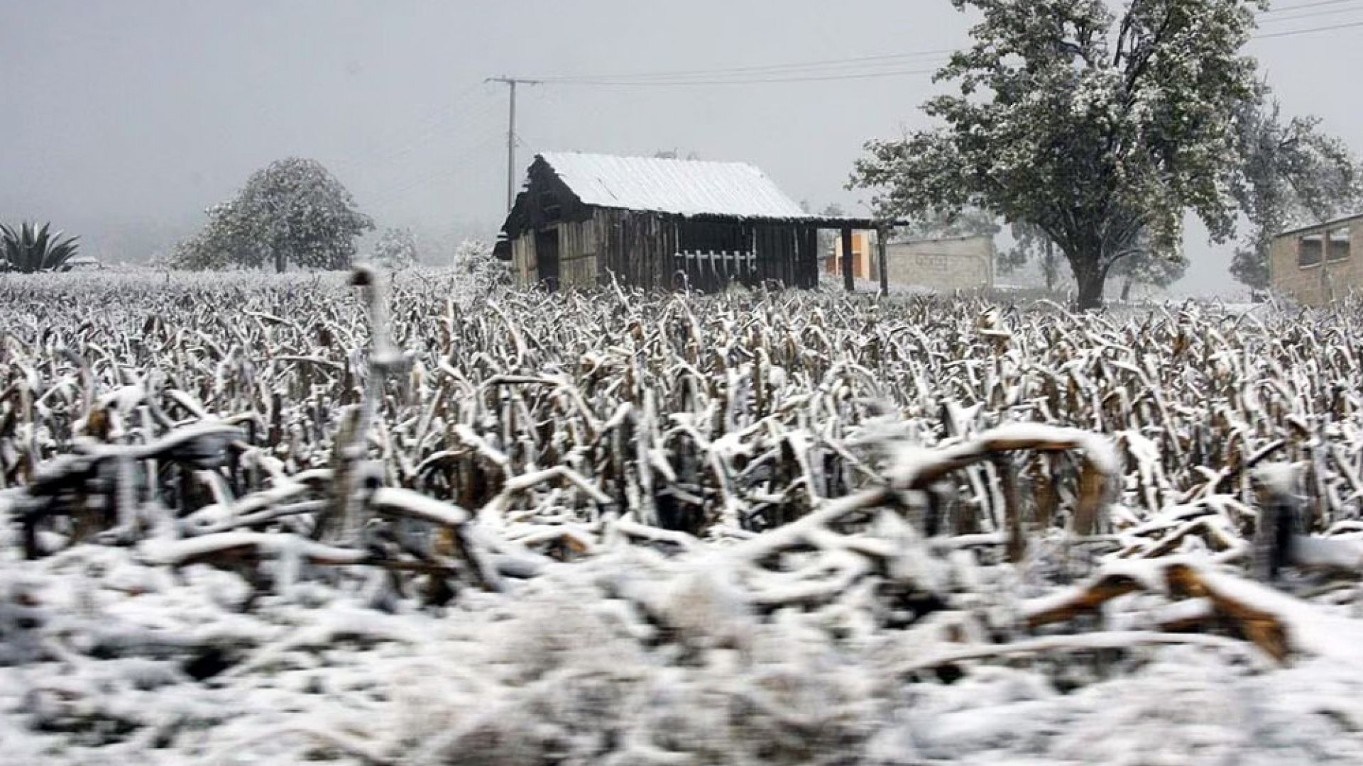 Lluvias torrenciales en regiones de Chiapas, Tabasco y Veracruz, e intensas en Oaxaca y Puebla