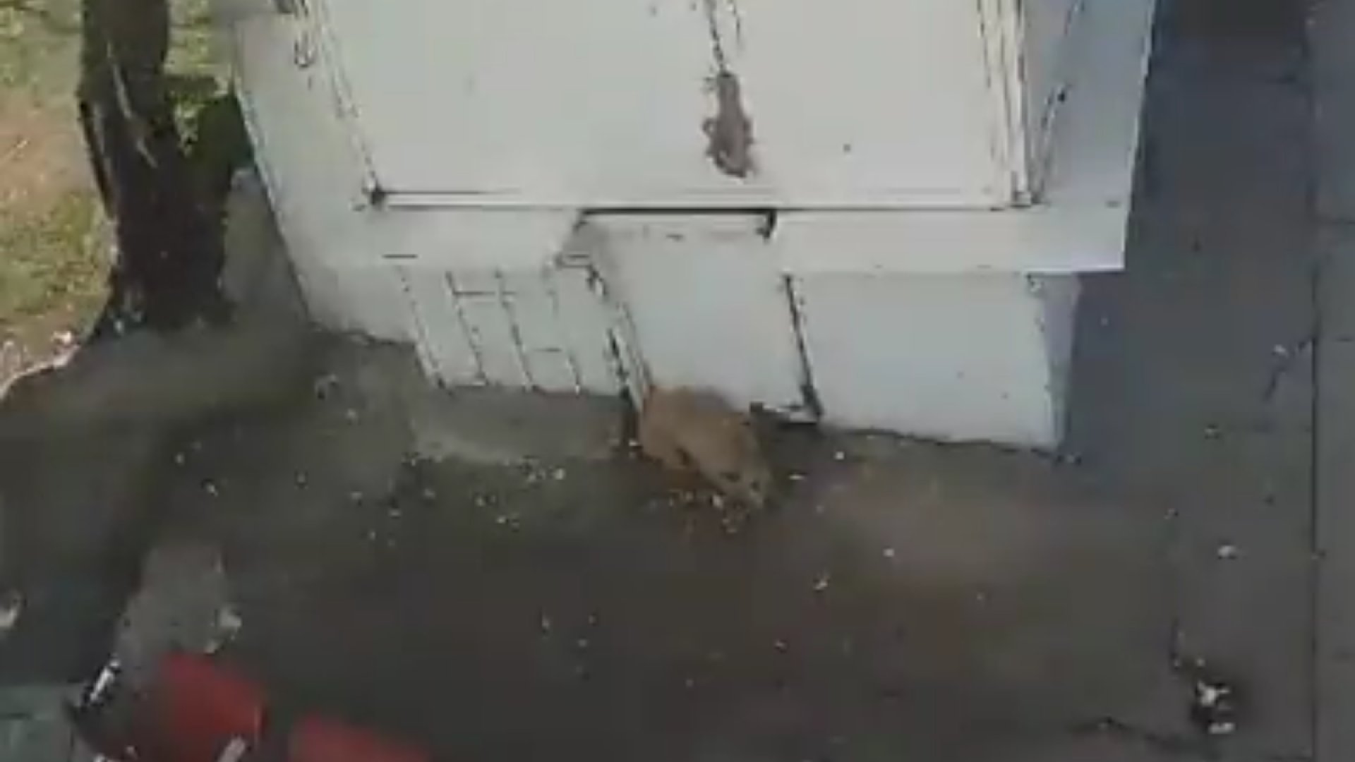 Recolector de basura golpea a perrito, en Naucalpan, solo por ladrarle al camión