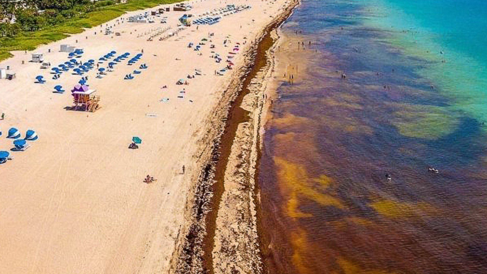 Hacienda movilizará financiamiento internacional para atender sargazo en el Gran Caribe