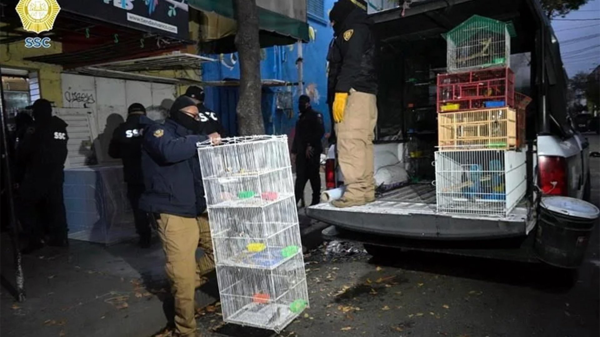 Hallan mil 135 aves en cateos por narcomenudeo