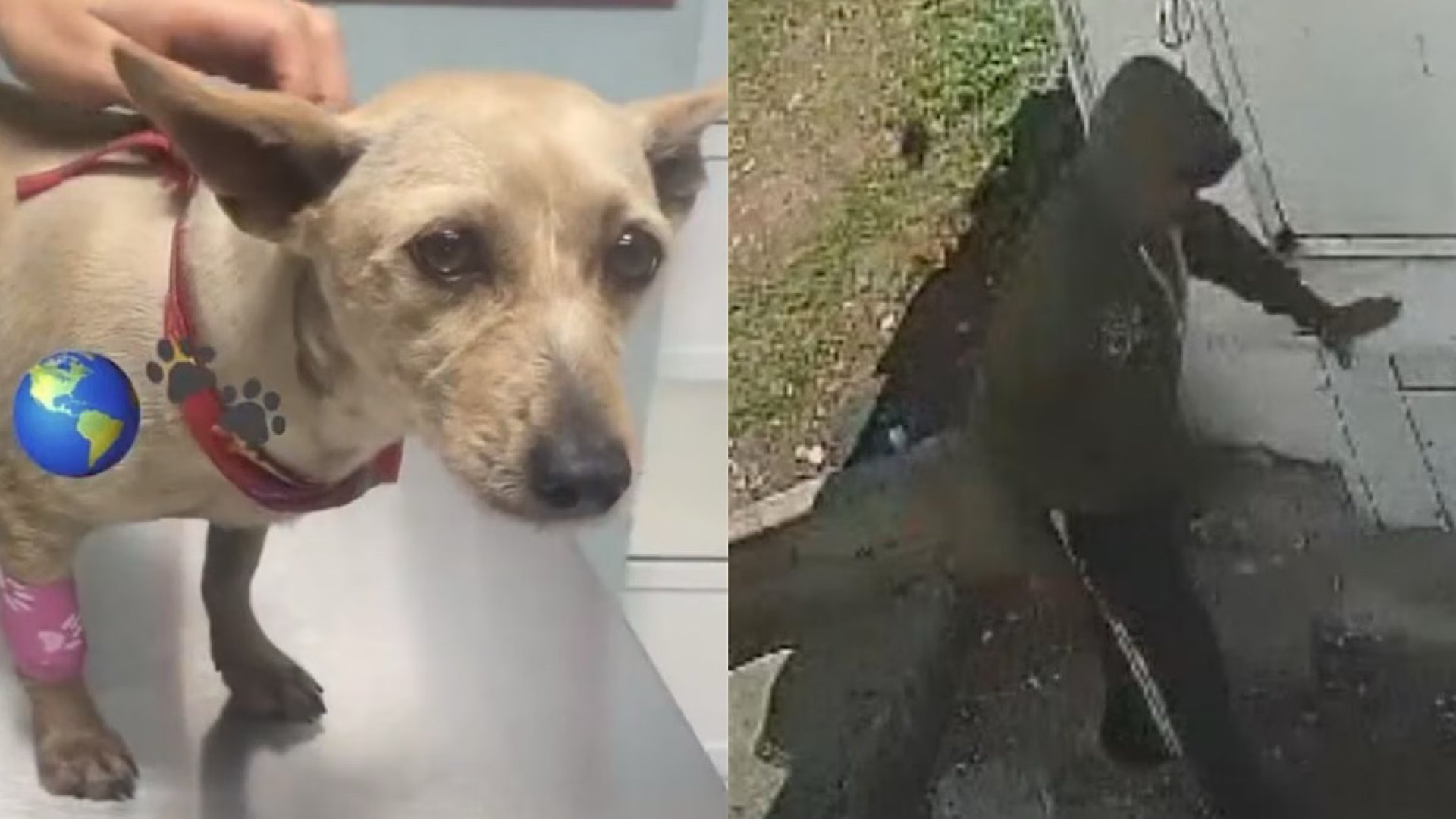 Agresor de ‘Taquito’ se disculpa y asume gastos por golpear al lomito en Naucalpan