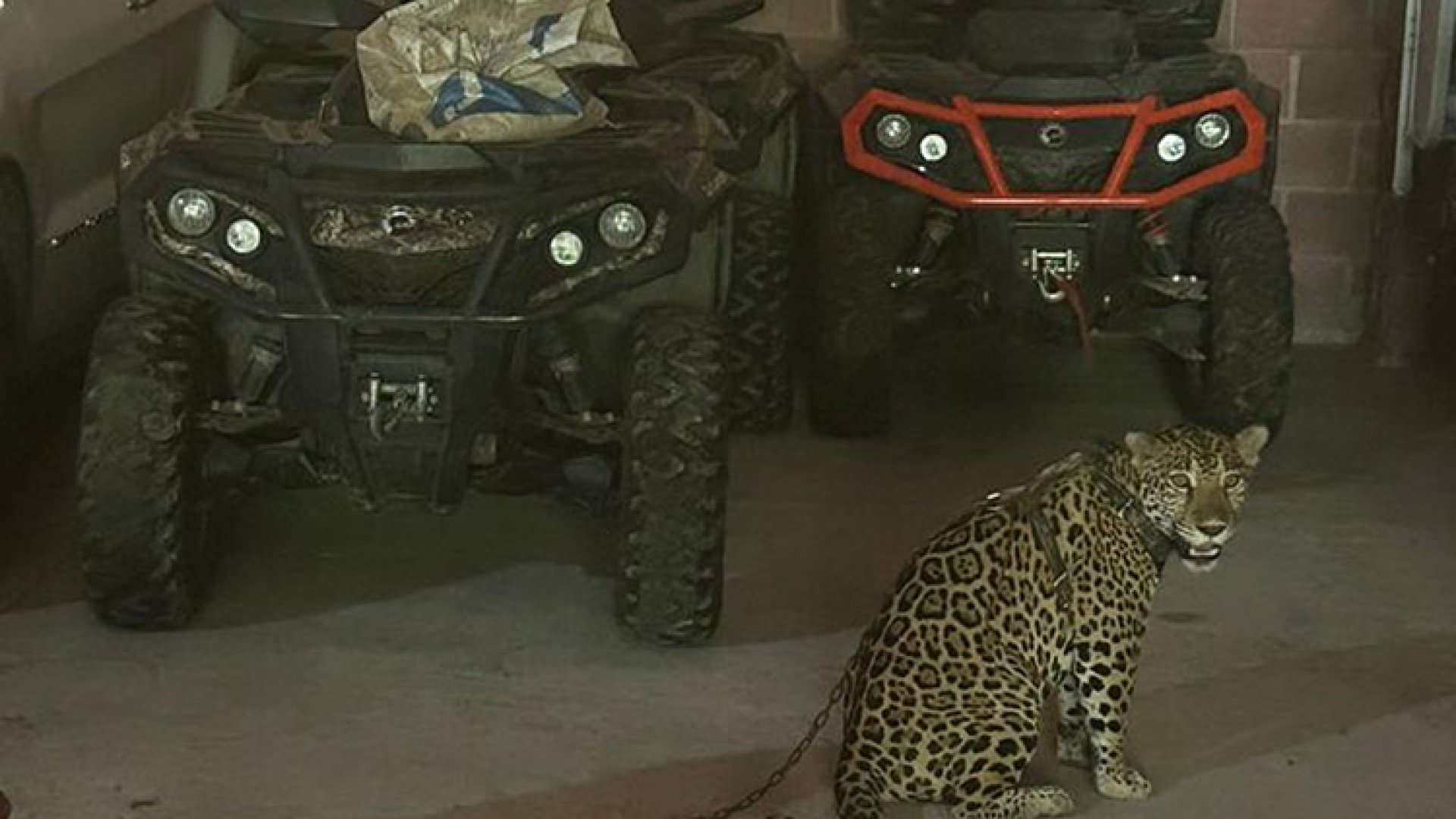 Incautan al CJNG autos, cohetes, monos, 900 gallos… y un jaguar