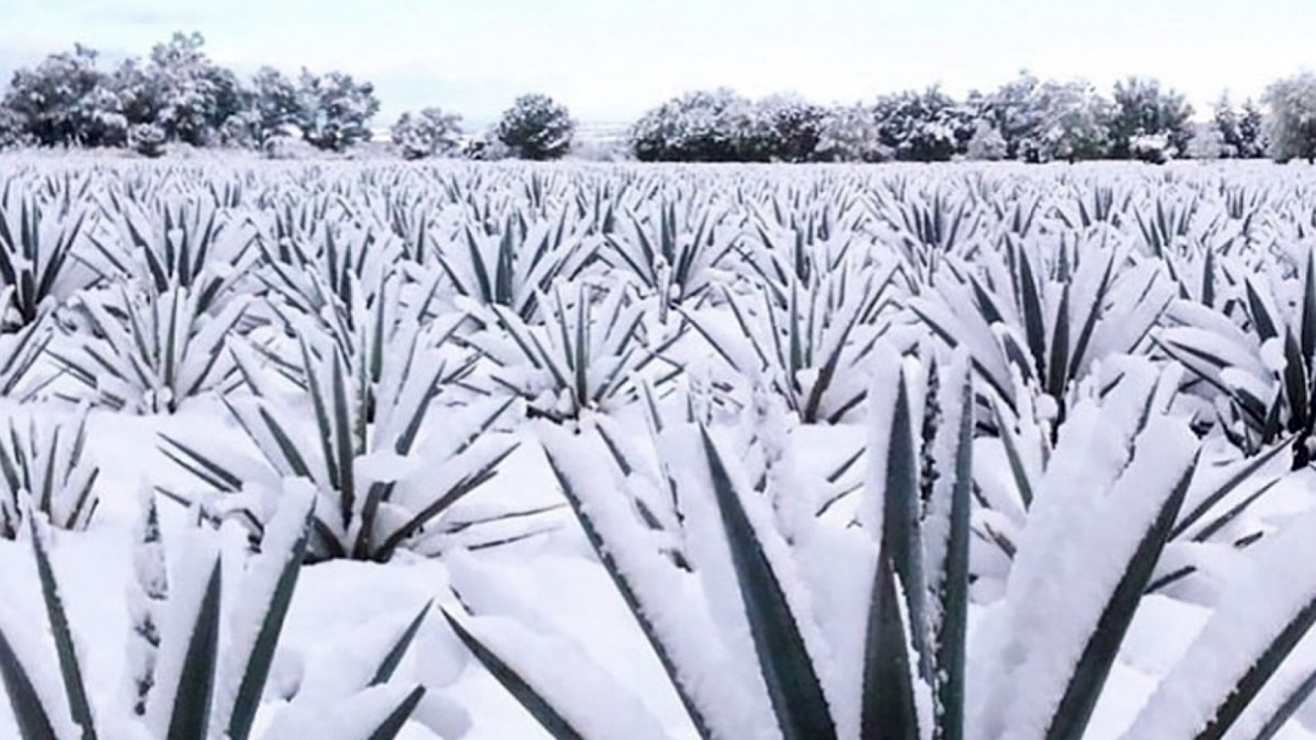 ¡Prepárese! Se aproxima el frente frío número 13 junto a masa de aire frío; Impactarán con temperaturas de -10 grados centígrados