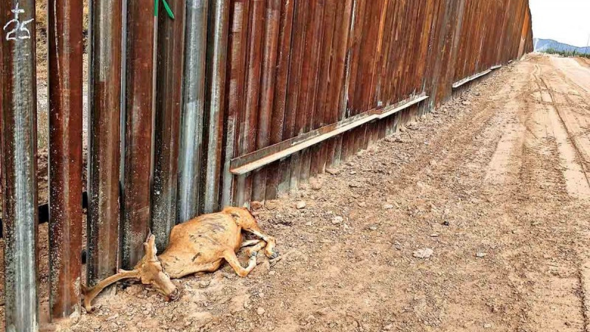 Vida silvestre resiste hasta el último aliento en muro de la frontera