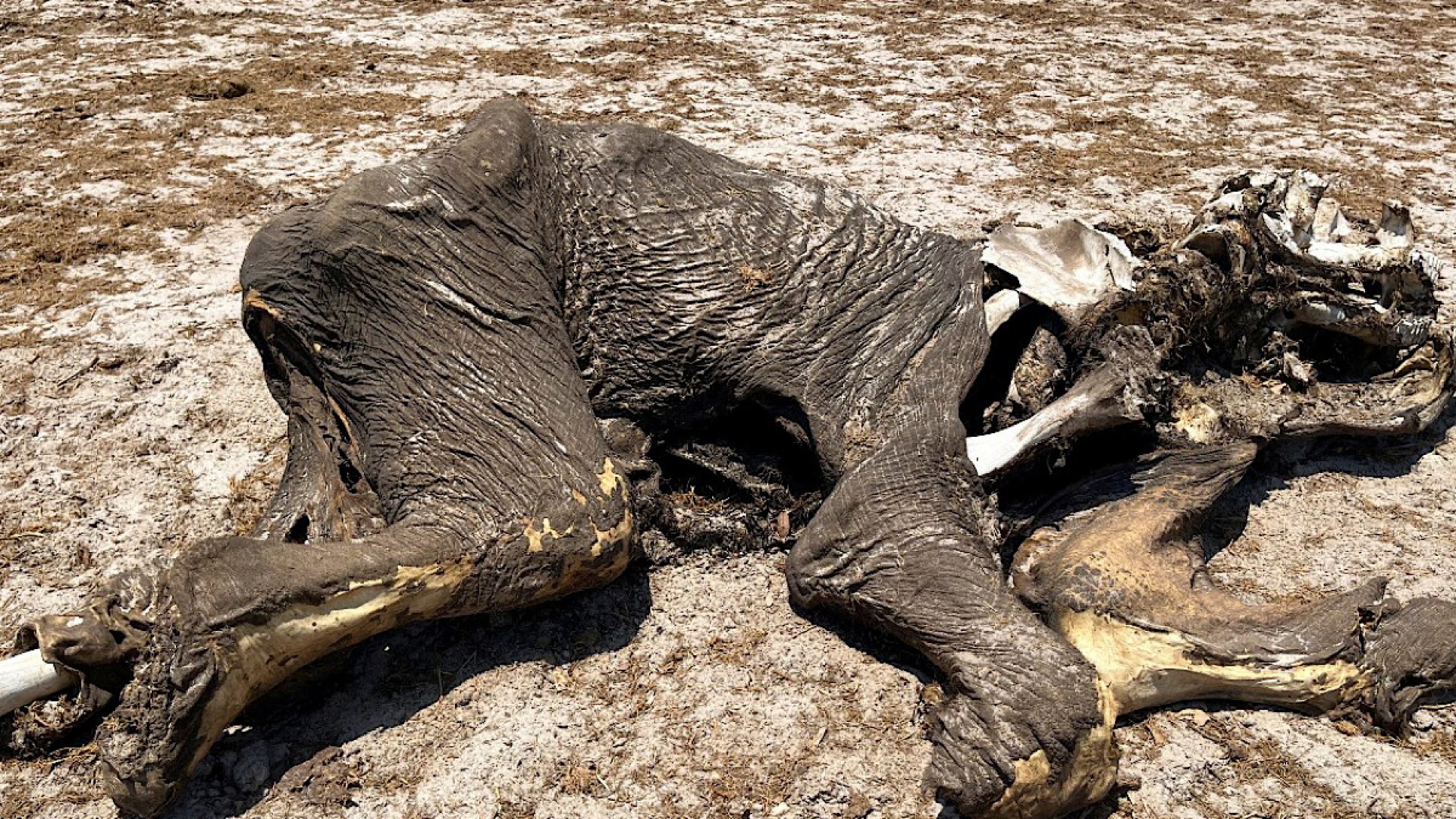 Decenas de elefantes murieron de sed tras sequía en Zimbabue
