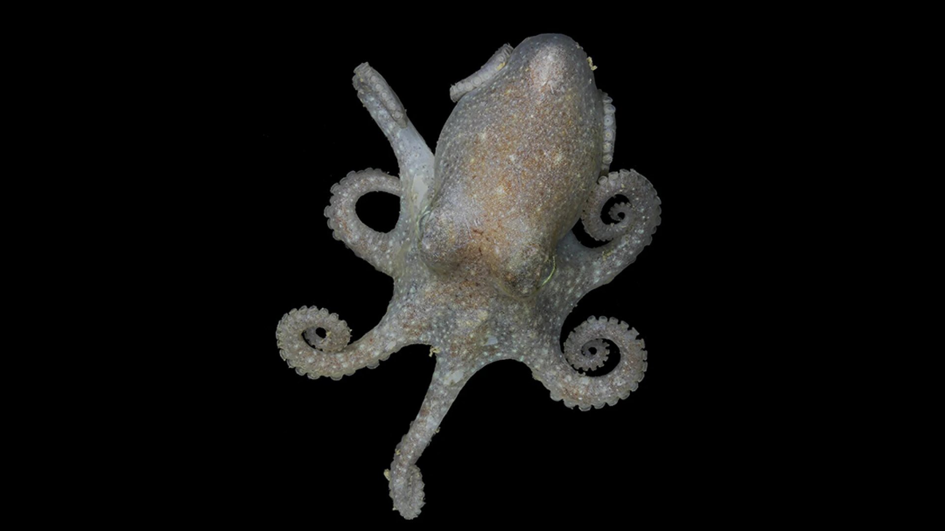 El pulpo antártico nos advierte respecto al aumento del nivel del mar