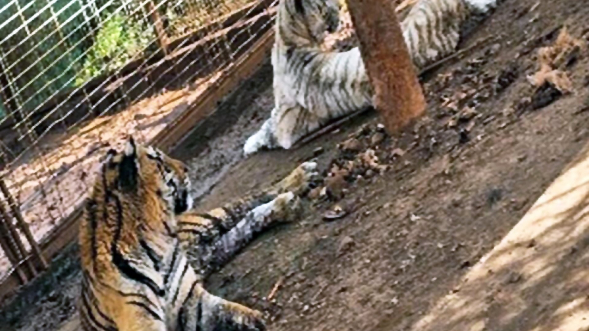 Aseguran tigres y jaguares en municipio de Jalisco bajo el control del CJNG