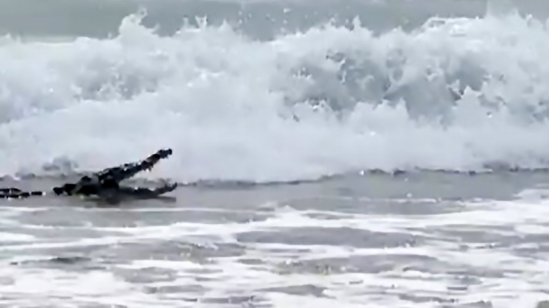 ¡Autoridades emiten alerta! Cocodrilos en playas de Ixtapa Zihuatanejo