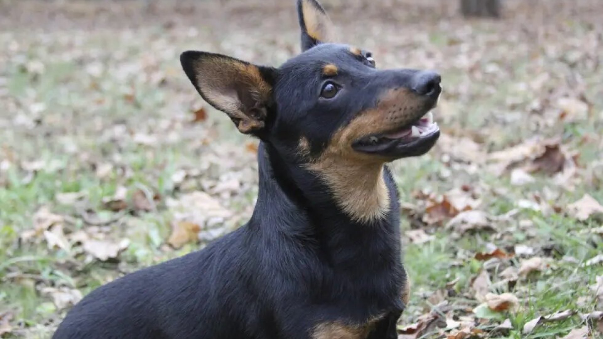 Conoce la raza más nueva en unirse al American Kennel Club