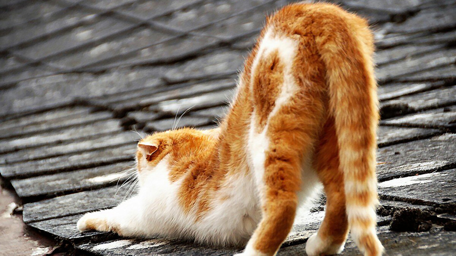¿Por qué los gatos maúllan en la noche en las azoteas?