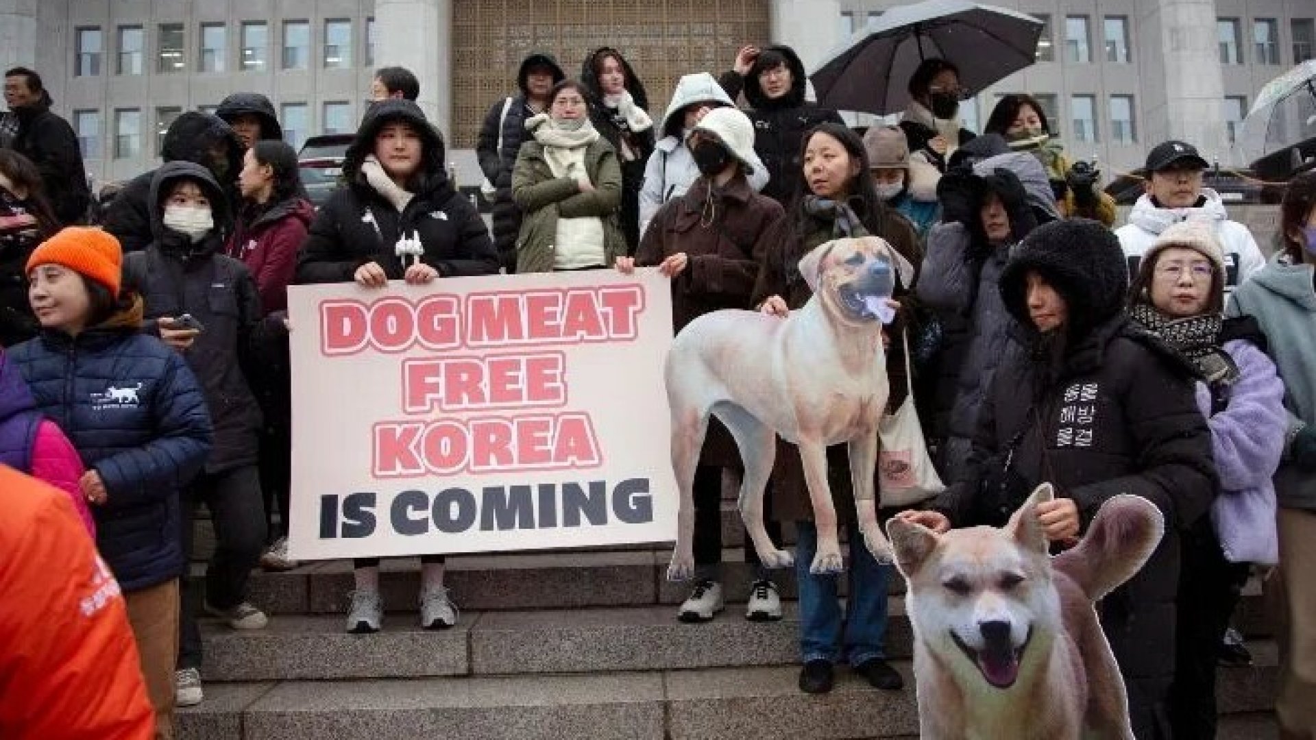 Corea del Sur aprueba prohibir consumo de carne de perro para 2027