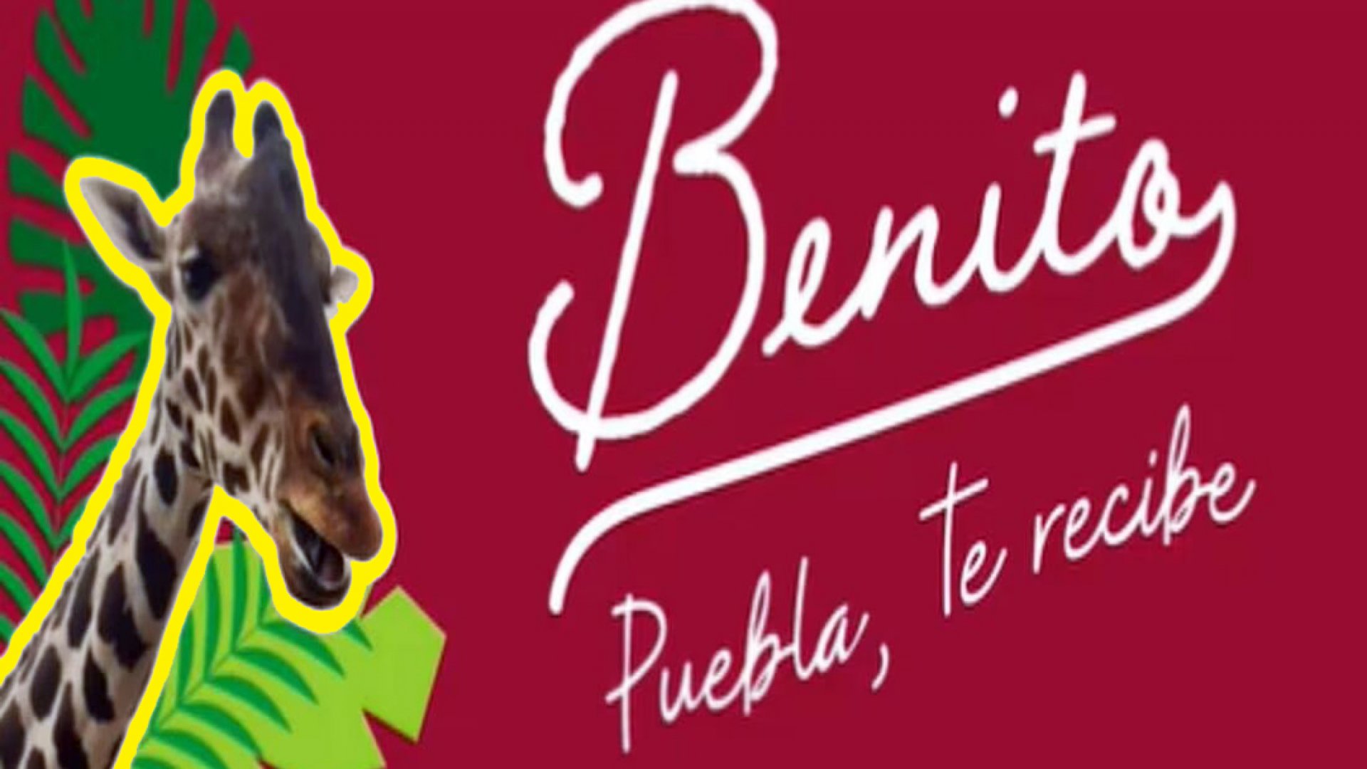 Gobierno de Puebla ofrece pagar traslado de la jirafa ‘Benito’