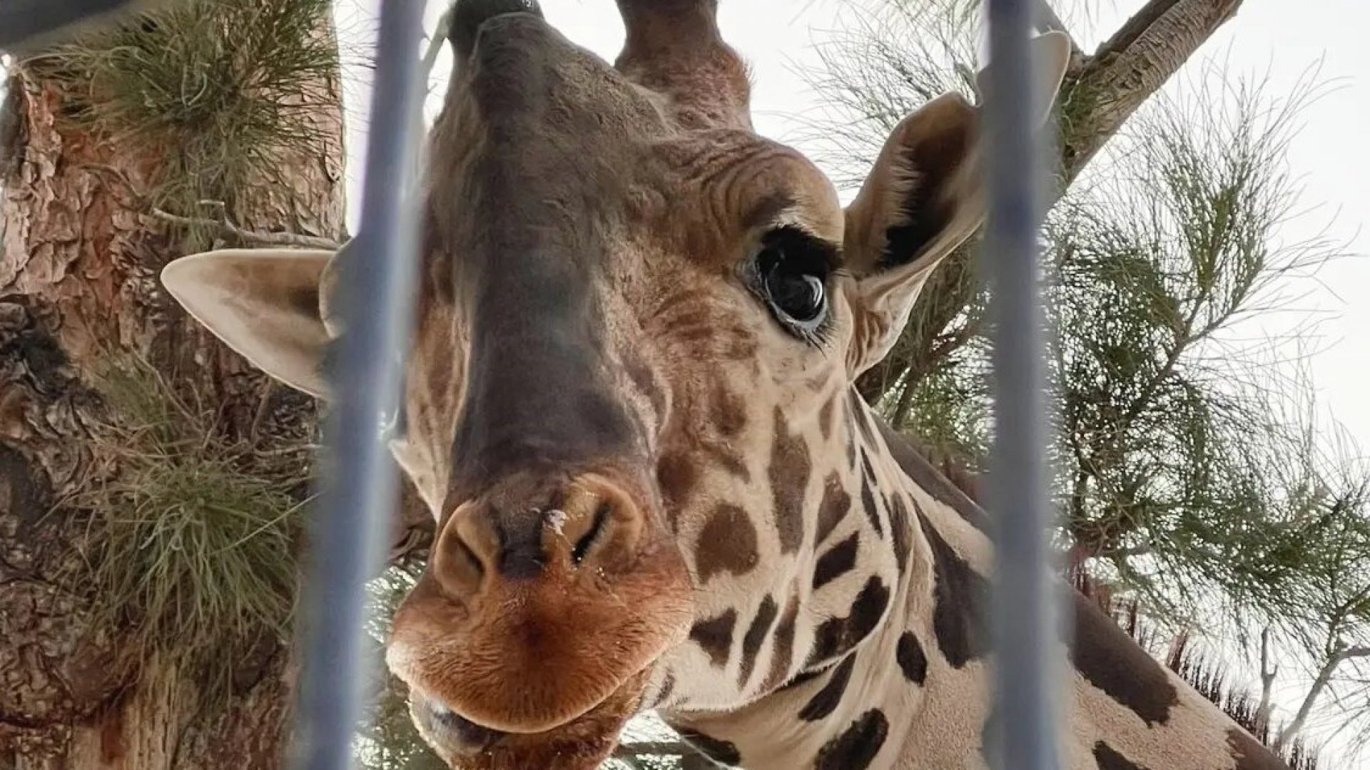 ¡La jirafa Benito se va a Africam Safari!; jueza ordena su traslado