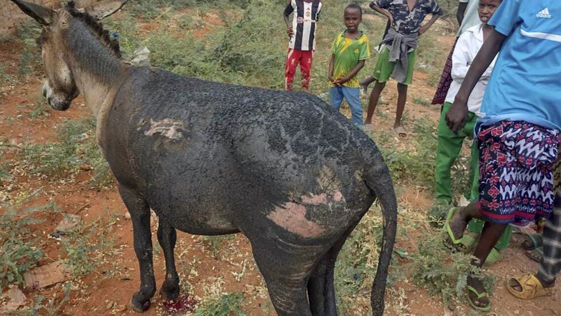 Un policía muerto y cuatro heridos por bomba adosada a un carro de burros