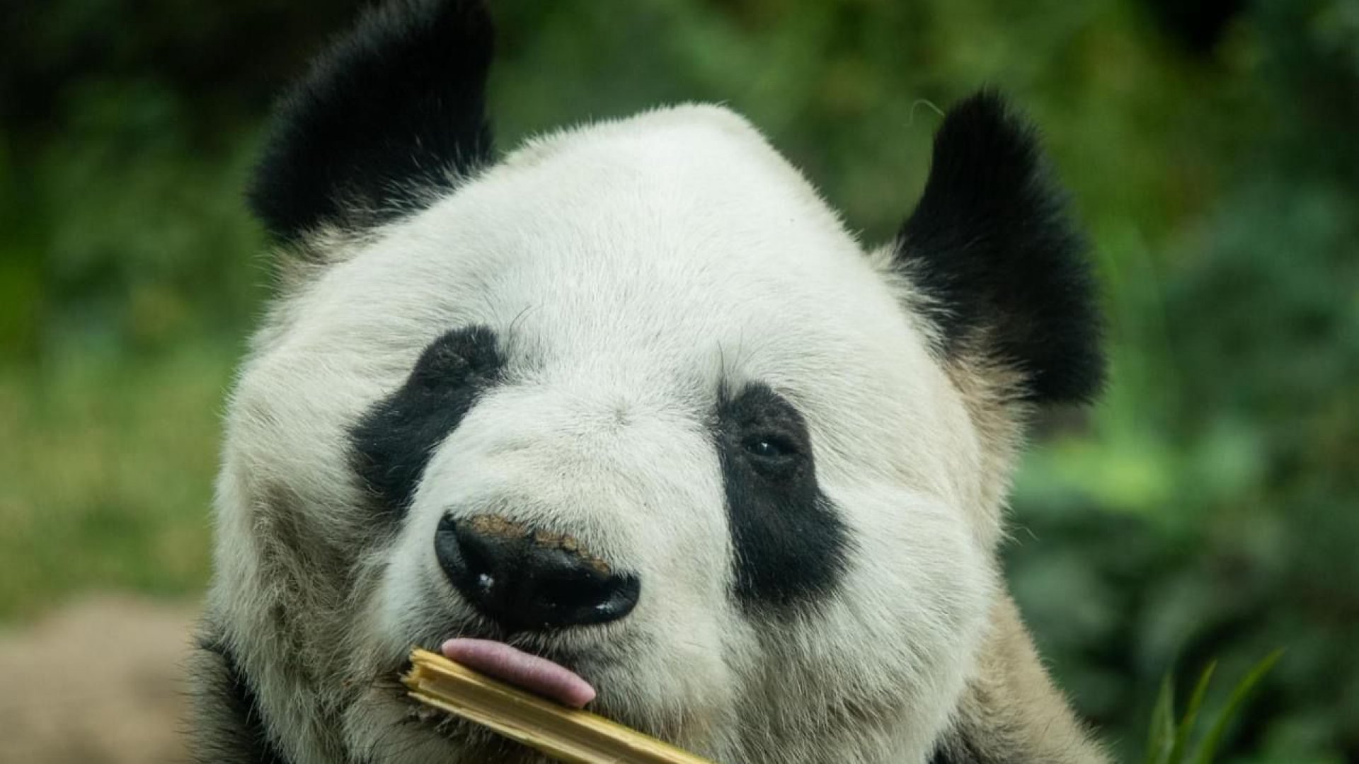 Xin Xin, la última panda gigante que podría ser la última en toda América