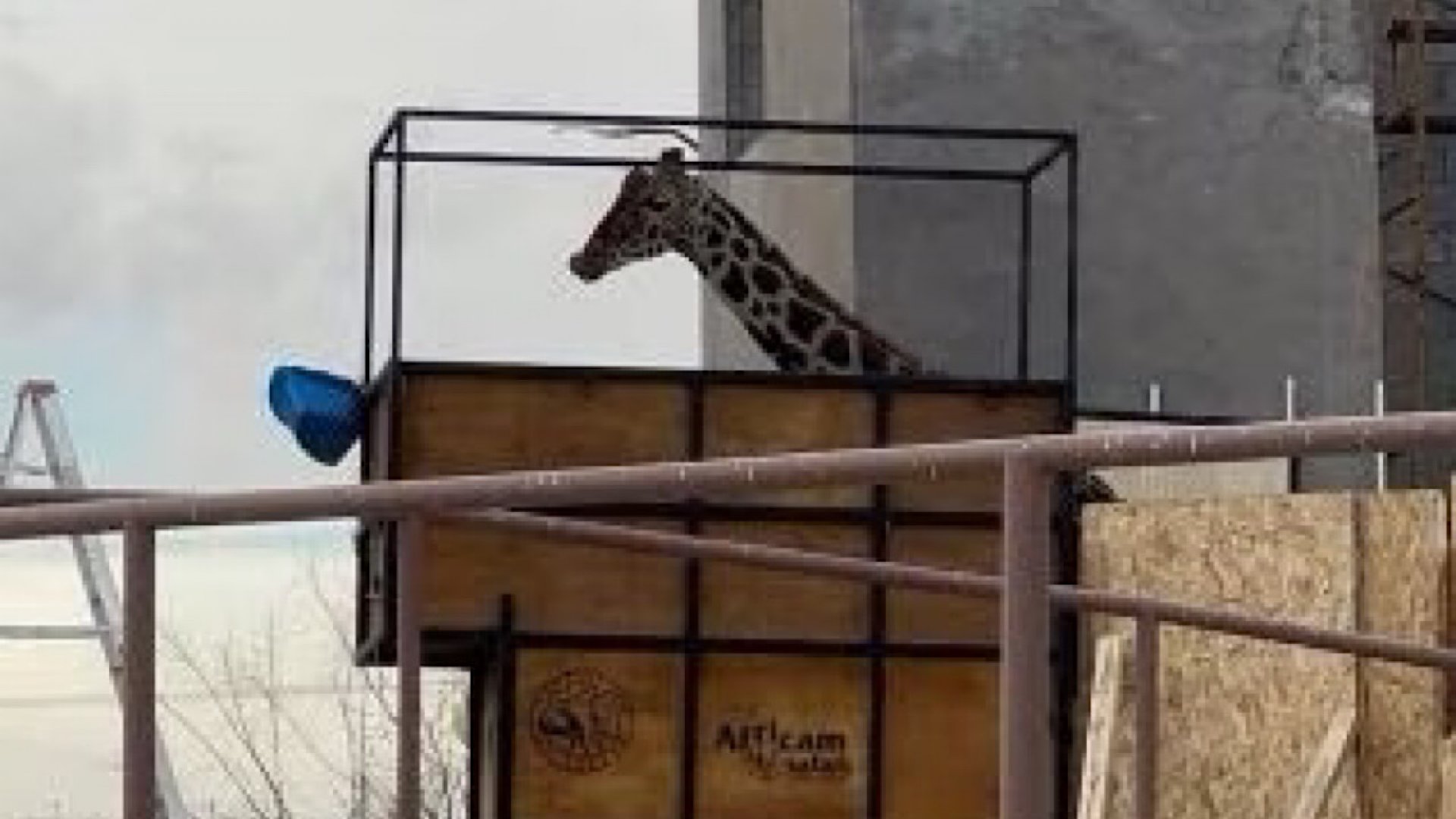 Jirafa ‘Benito’ va en camino a su nuevo hogar en Puebla