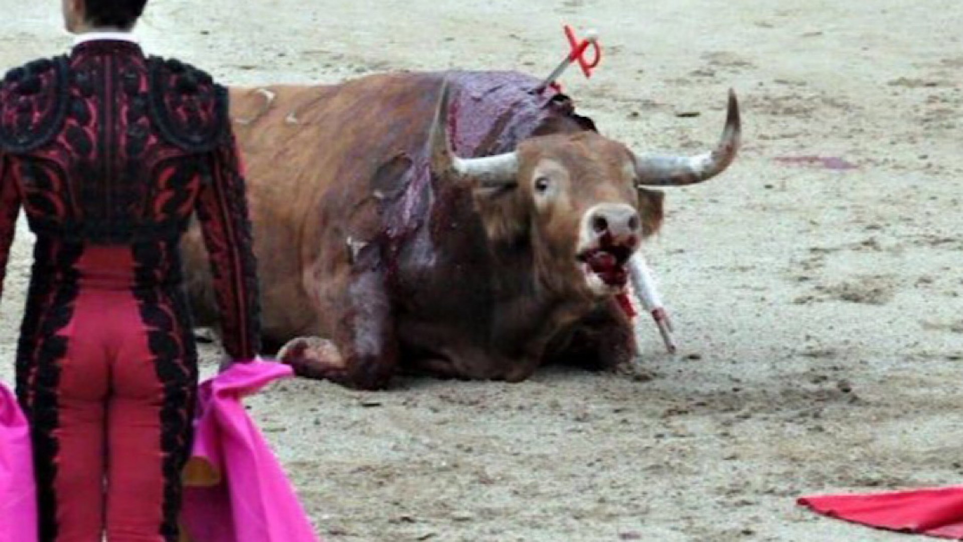 Protestaron 300 contra tauromaquia en Plaza México