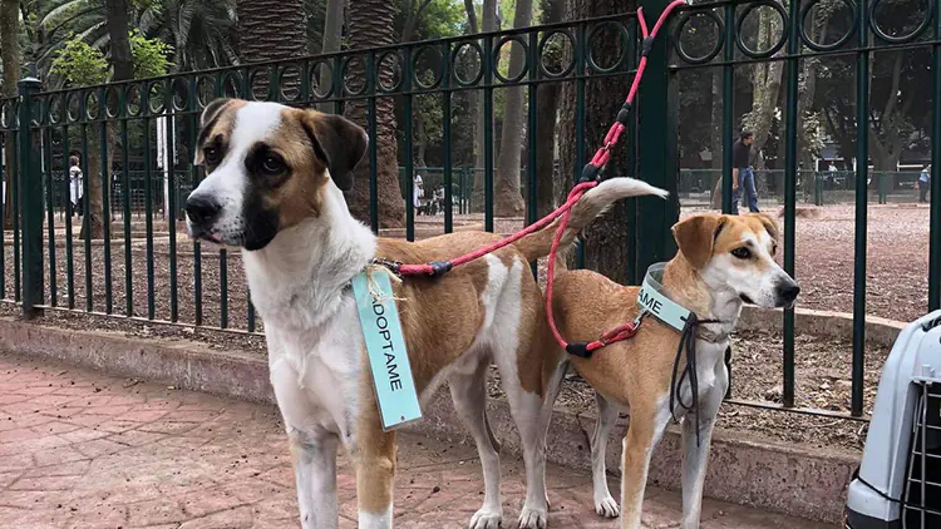 Corren a animalistas de Parque México, en CDMX