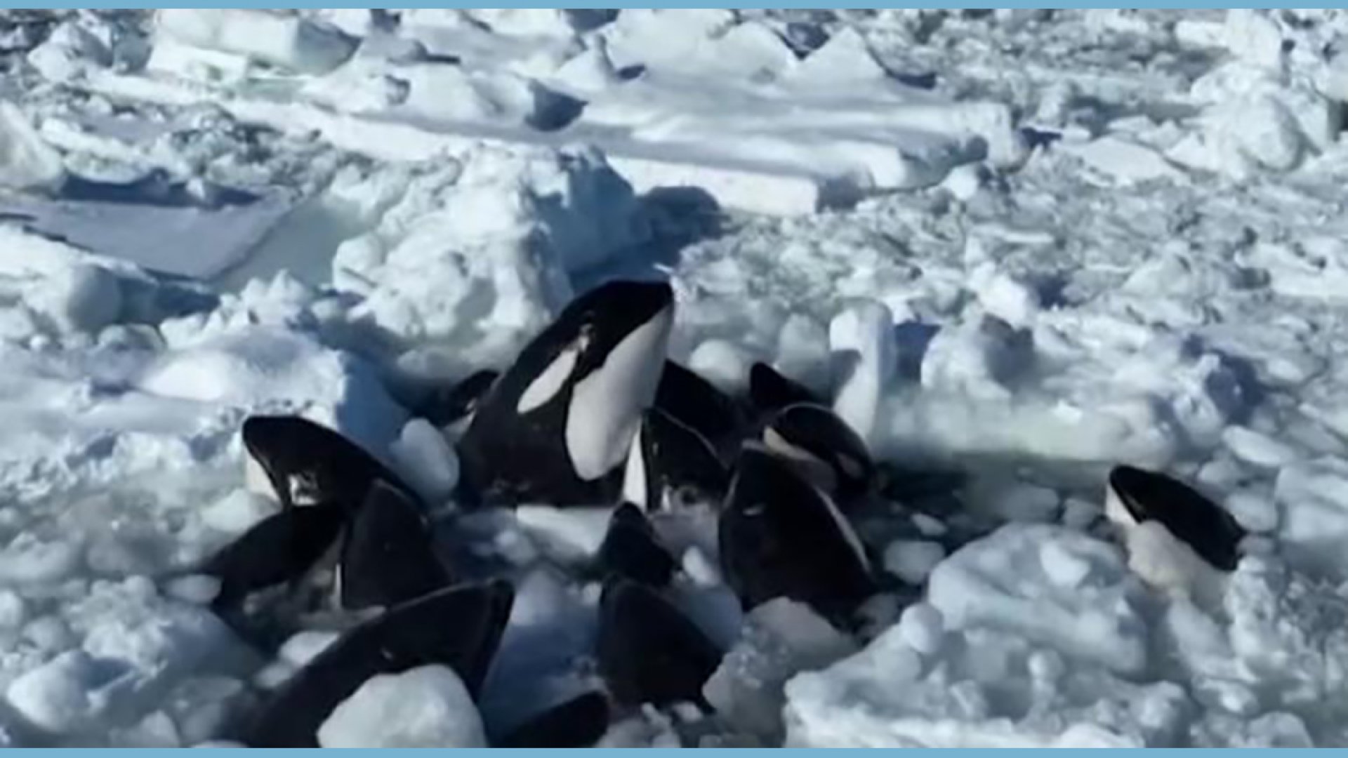 10 orcas luchan por sobrevivir tras quedar atrapadas en el hielo