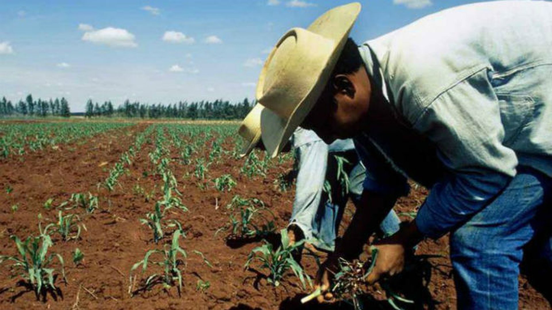Reformas al campo buscan revertir desigualdad del sector: AMLO