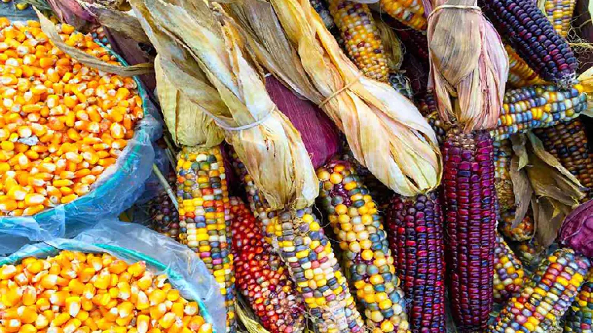 Prohibir maíz transgénico protegerá al grano como elemento de identidad: Semarnat